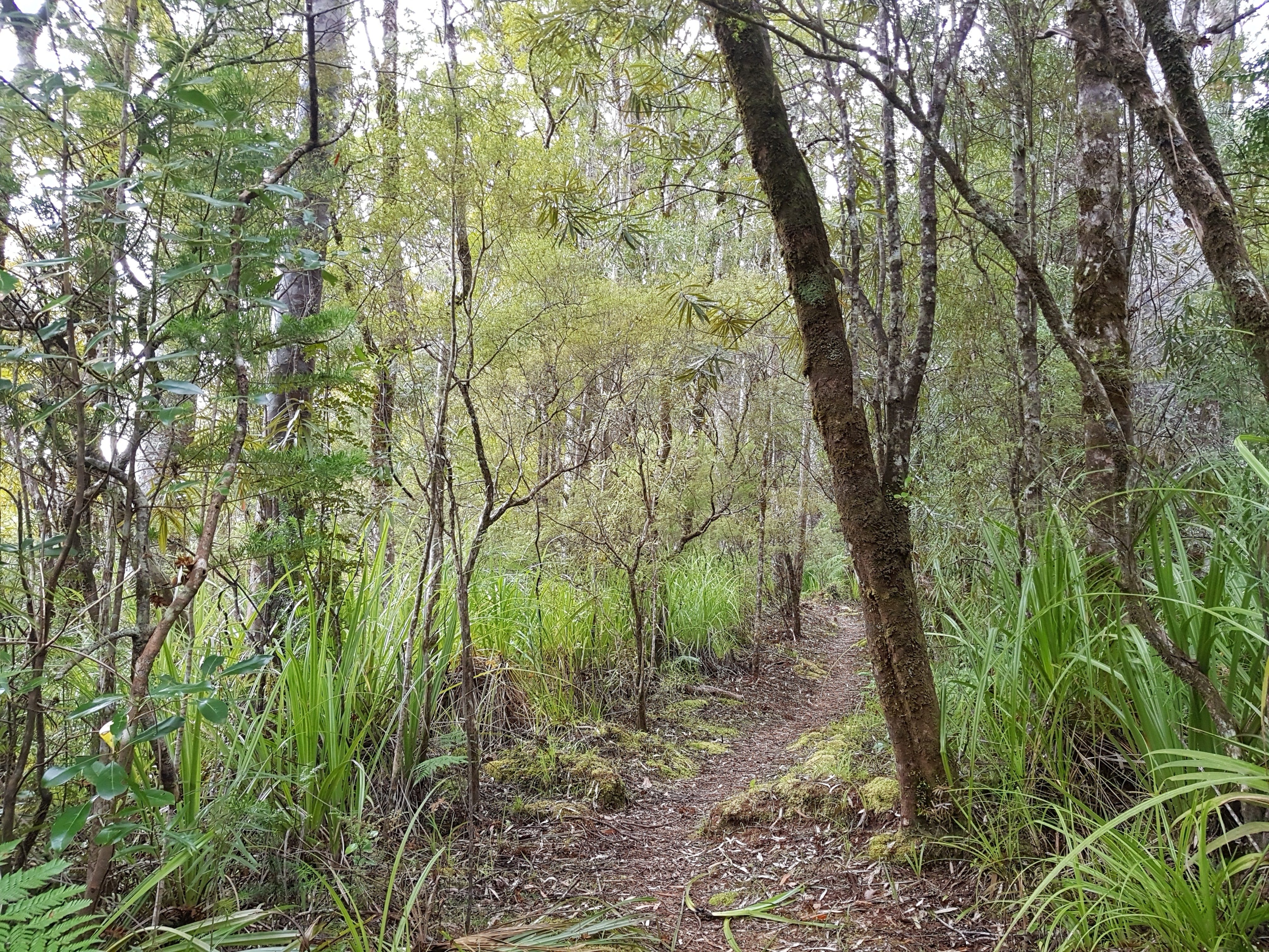 Puketi Forest Te Araroa Trail
