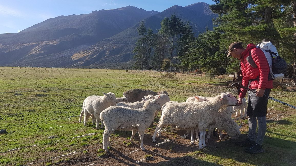 Te Araroa Trail Day 134 - Sheep! Cora Lynn Road