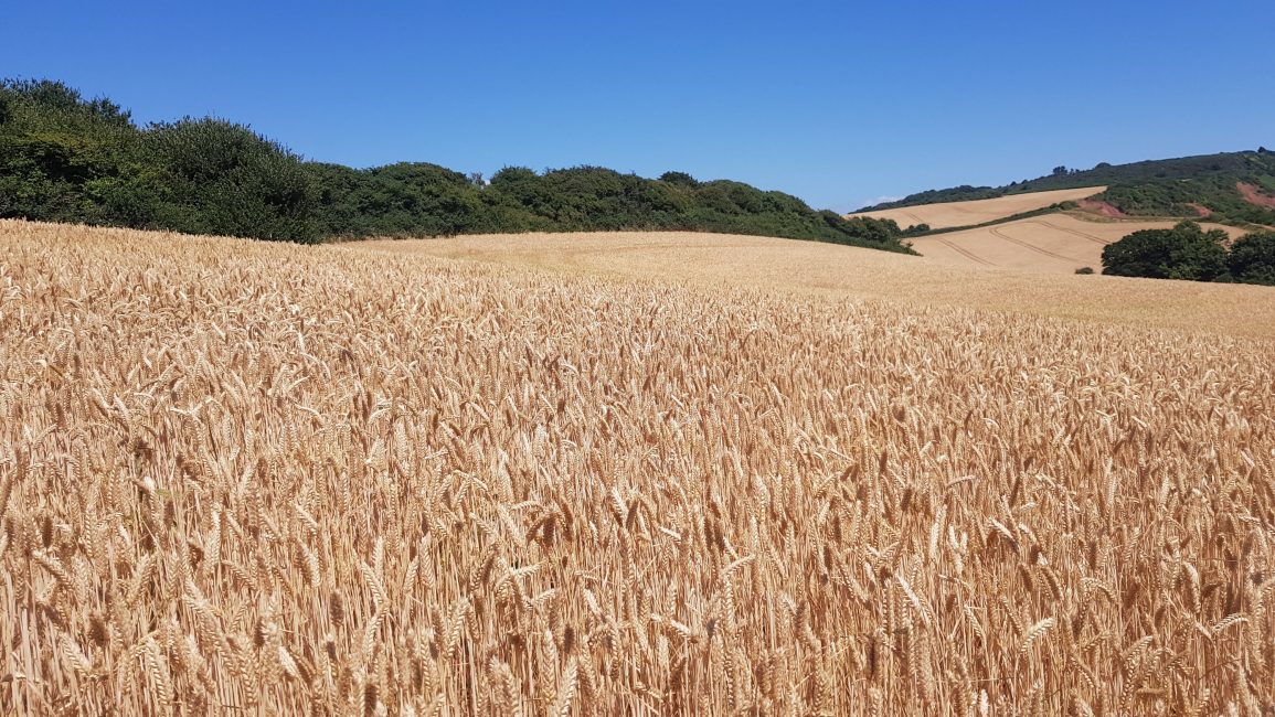 Golden fields of barley