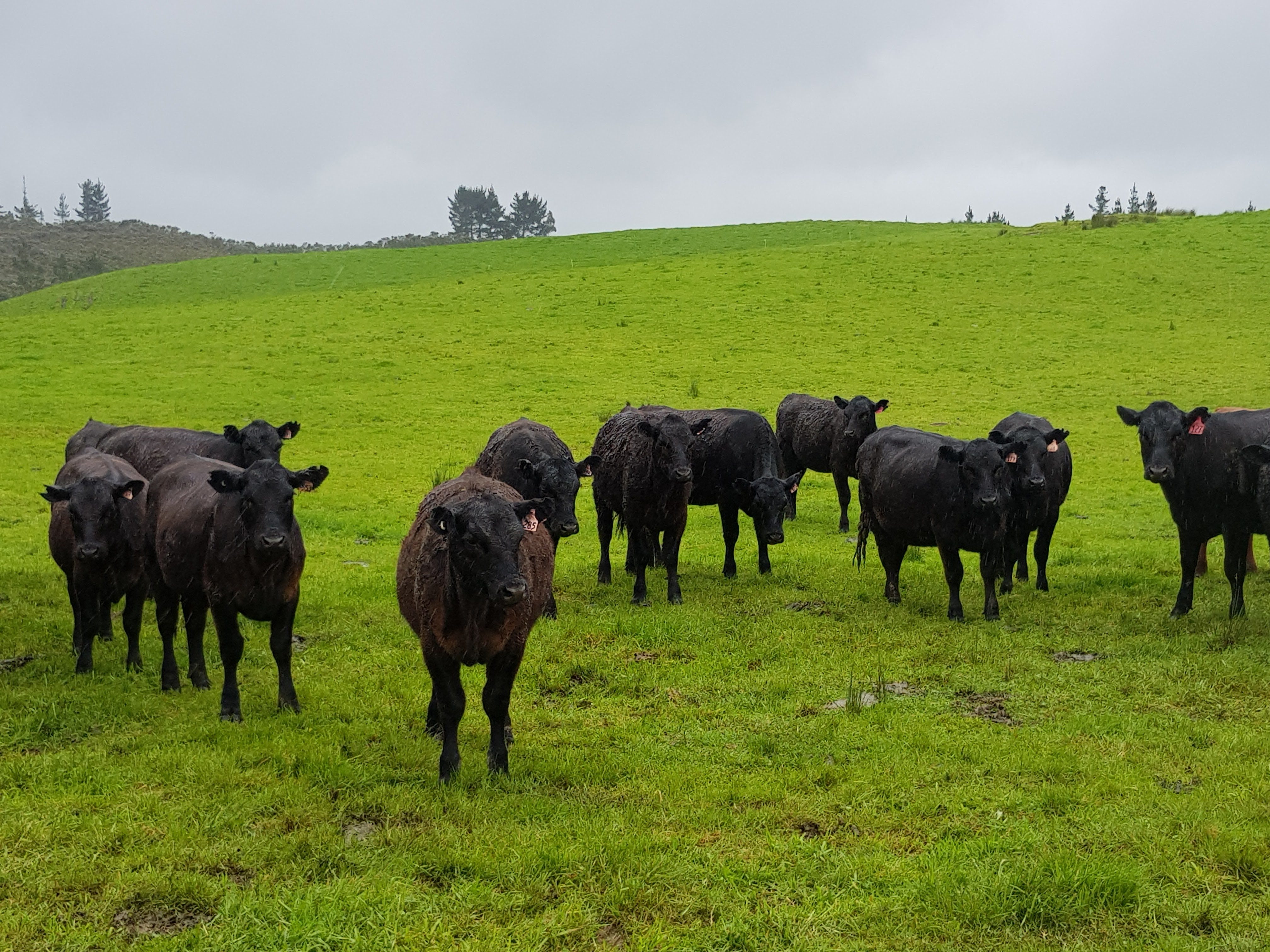Cows on Te Araroa Trail