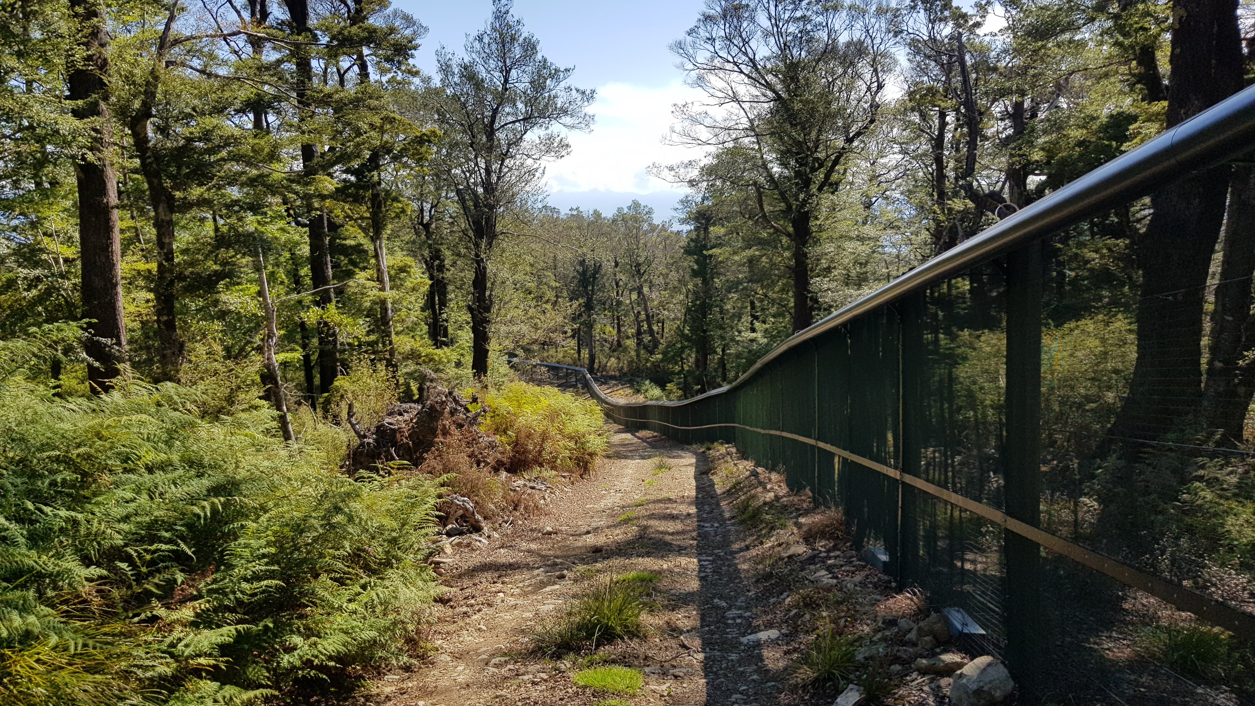 Following the fence line of the Brook Waimarama Sanctuary
