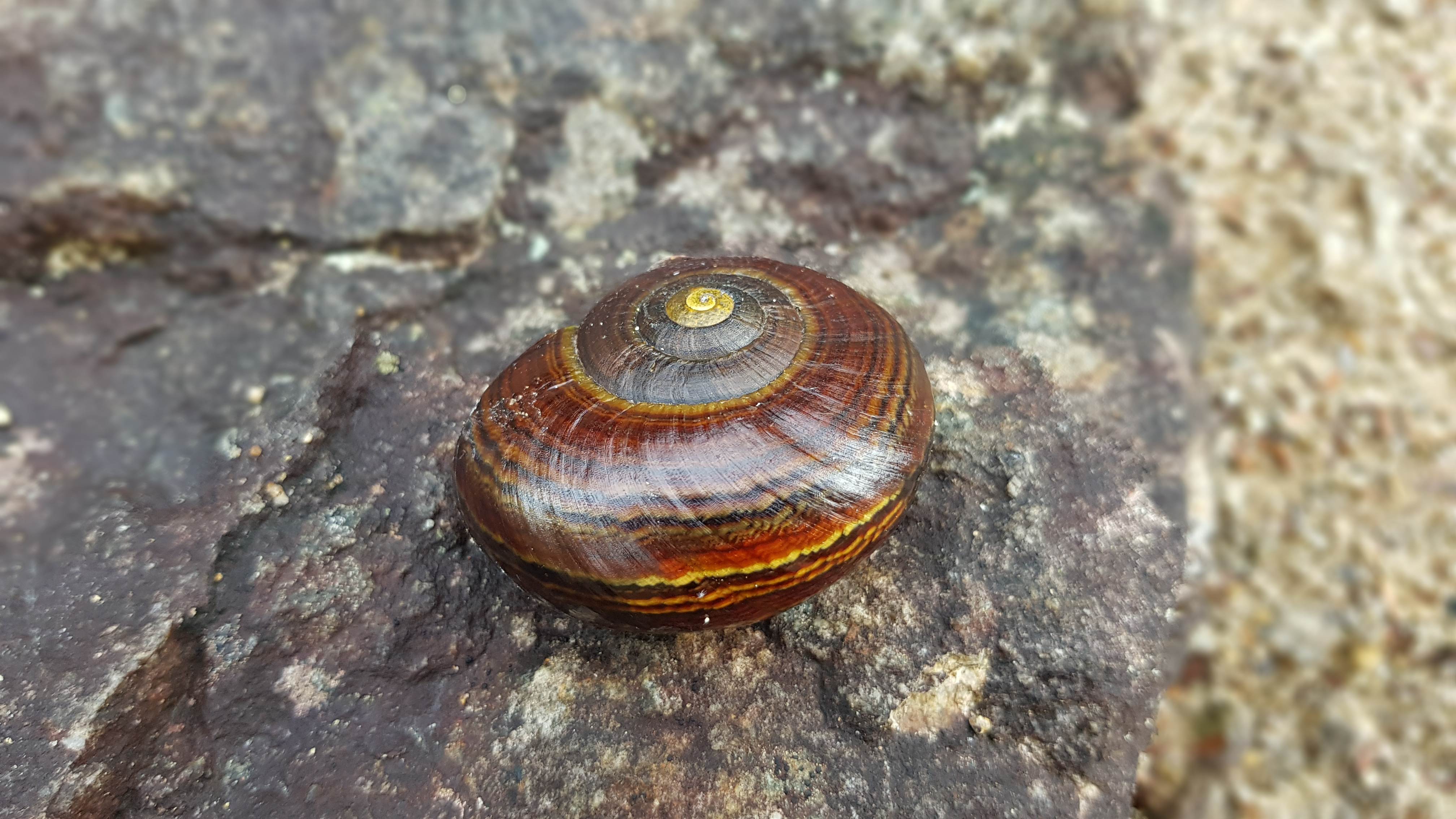 Snail Shell on the Moa Park Trackk