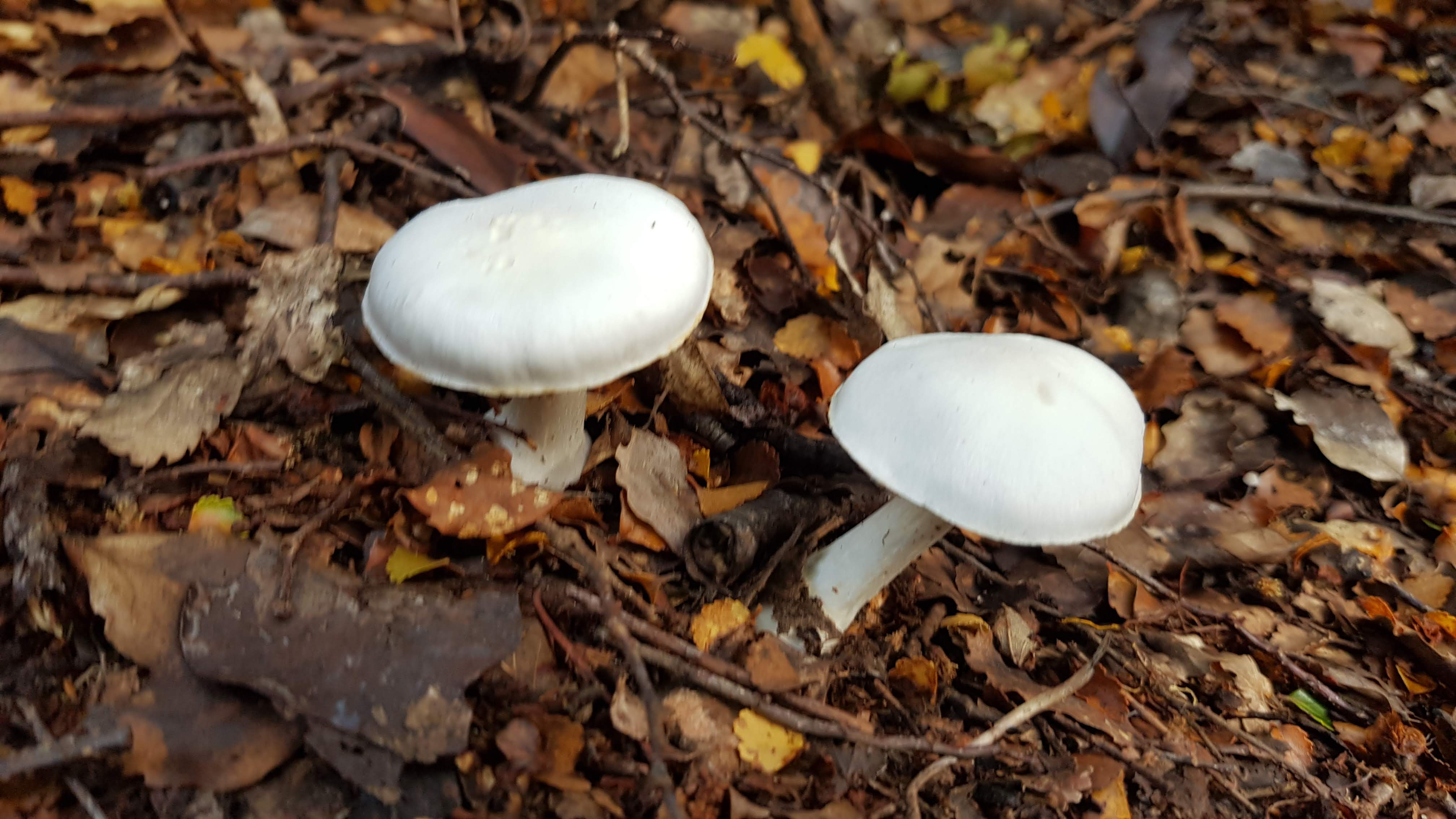 Two white mushrooms Moa Park Track