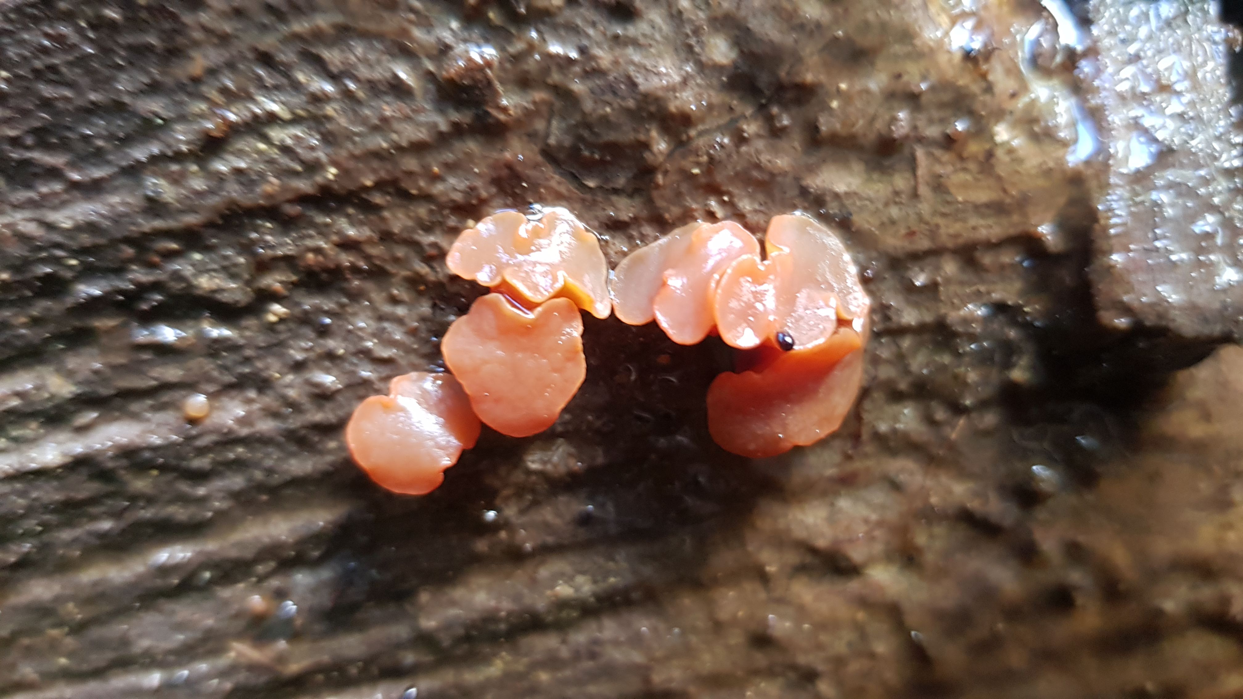 Tiny orange mushrooms on the Nydia Track