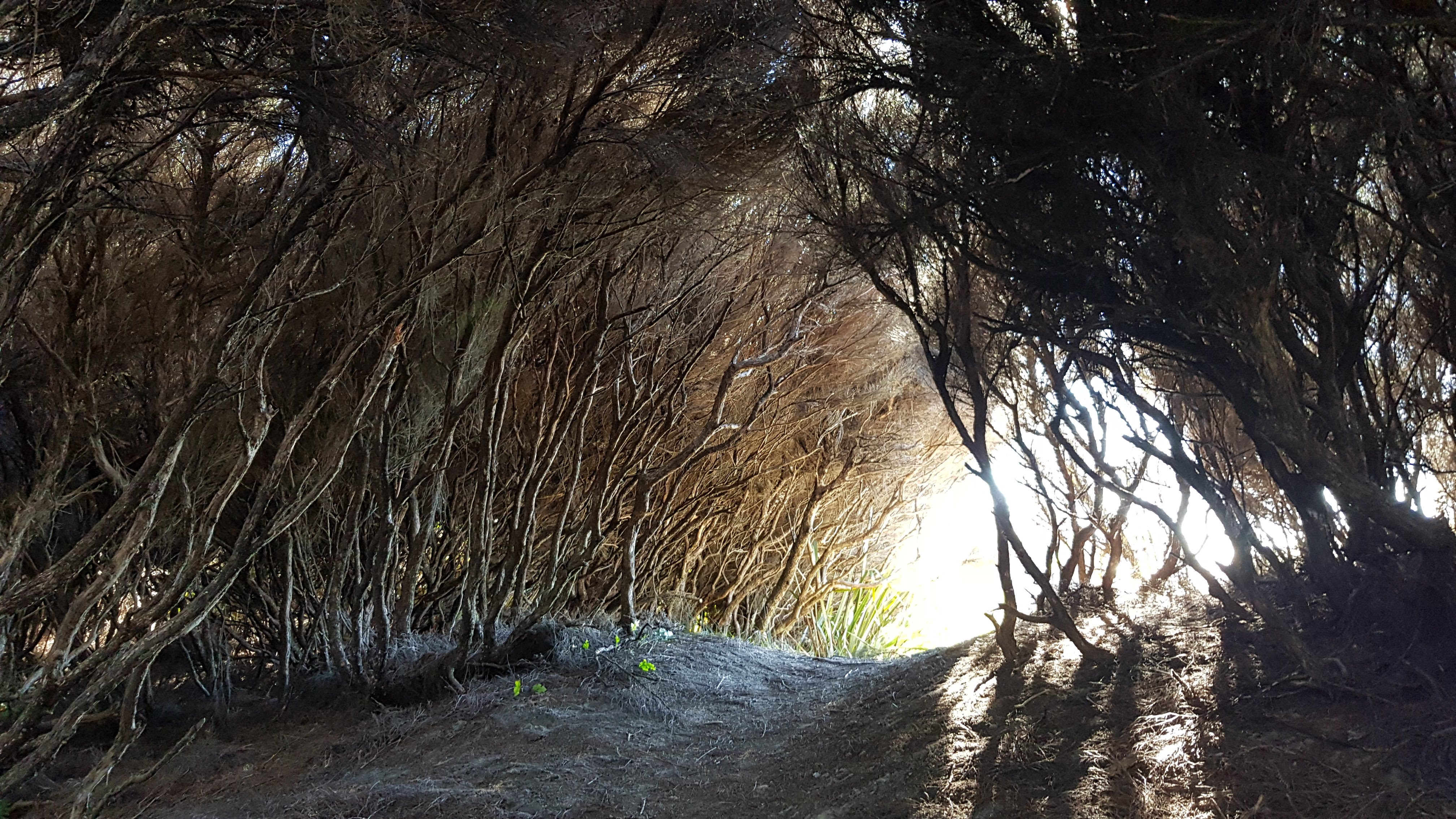 At the end of the tunnel - Almost at Wharariki Beach
