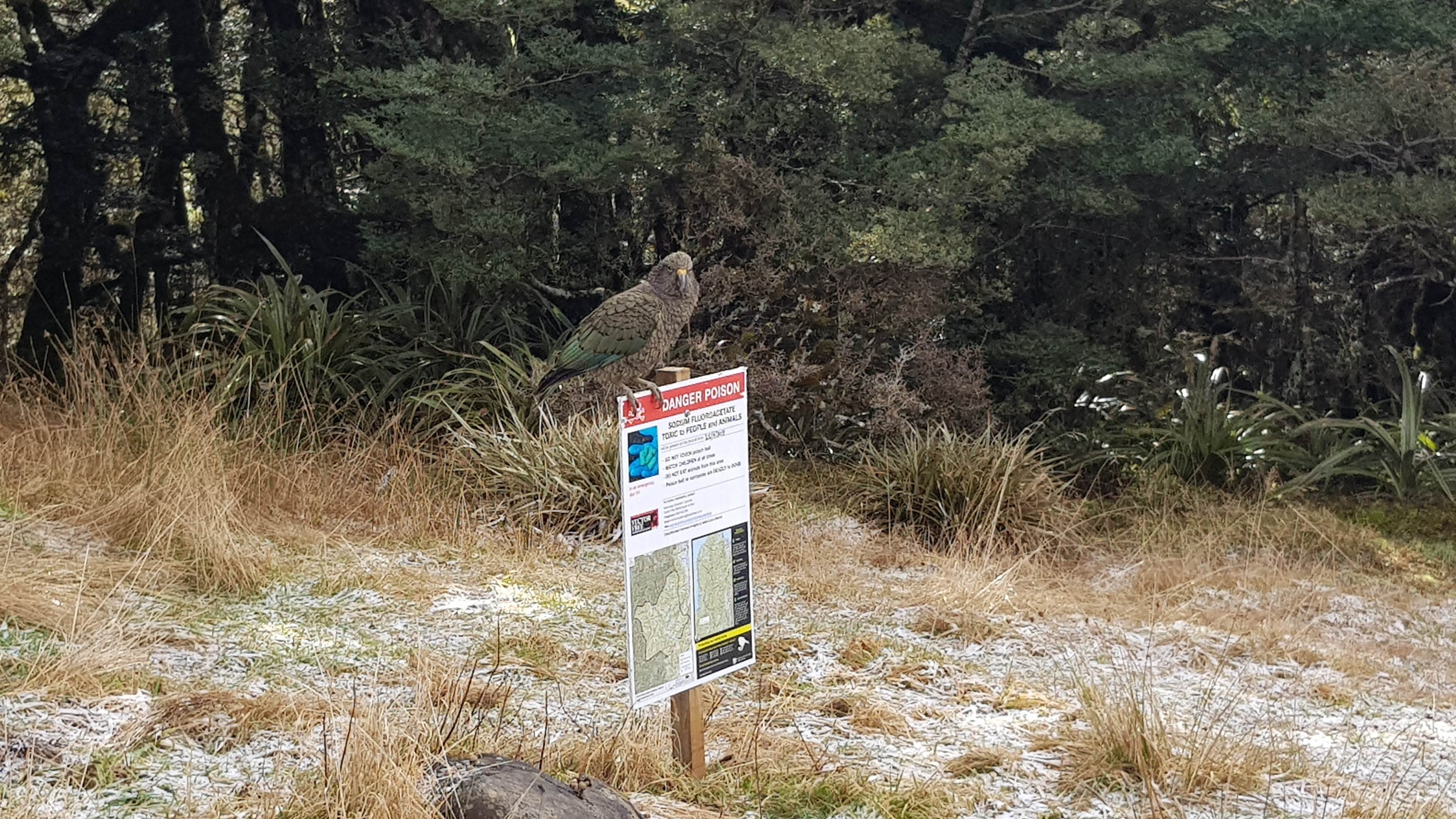 A Kea checking out the latest signage