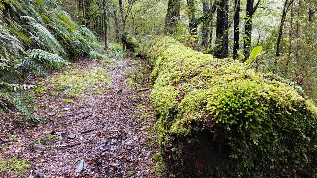 Big River Track Waiuta to Big River Mine West Coast Tinytramper®