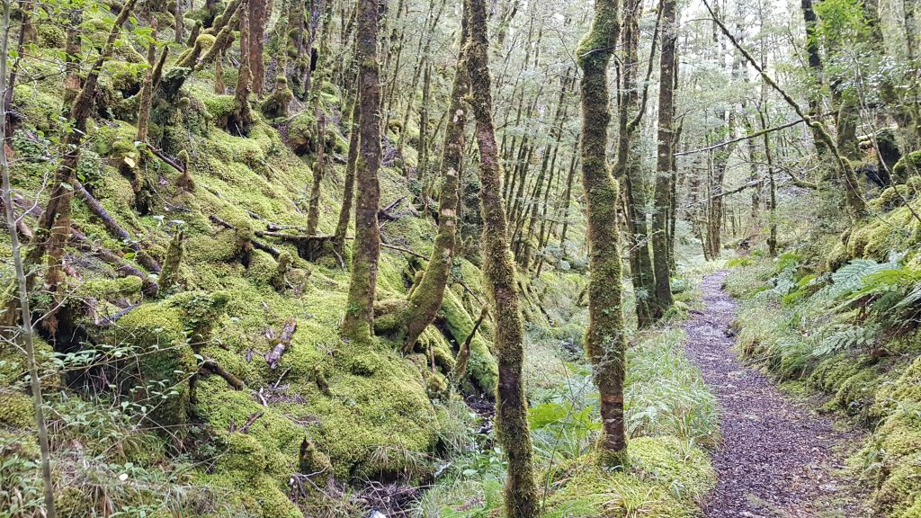 Big River Track Waiuta to Big River Mine West Coast Tinytramper®