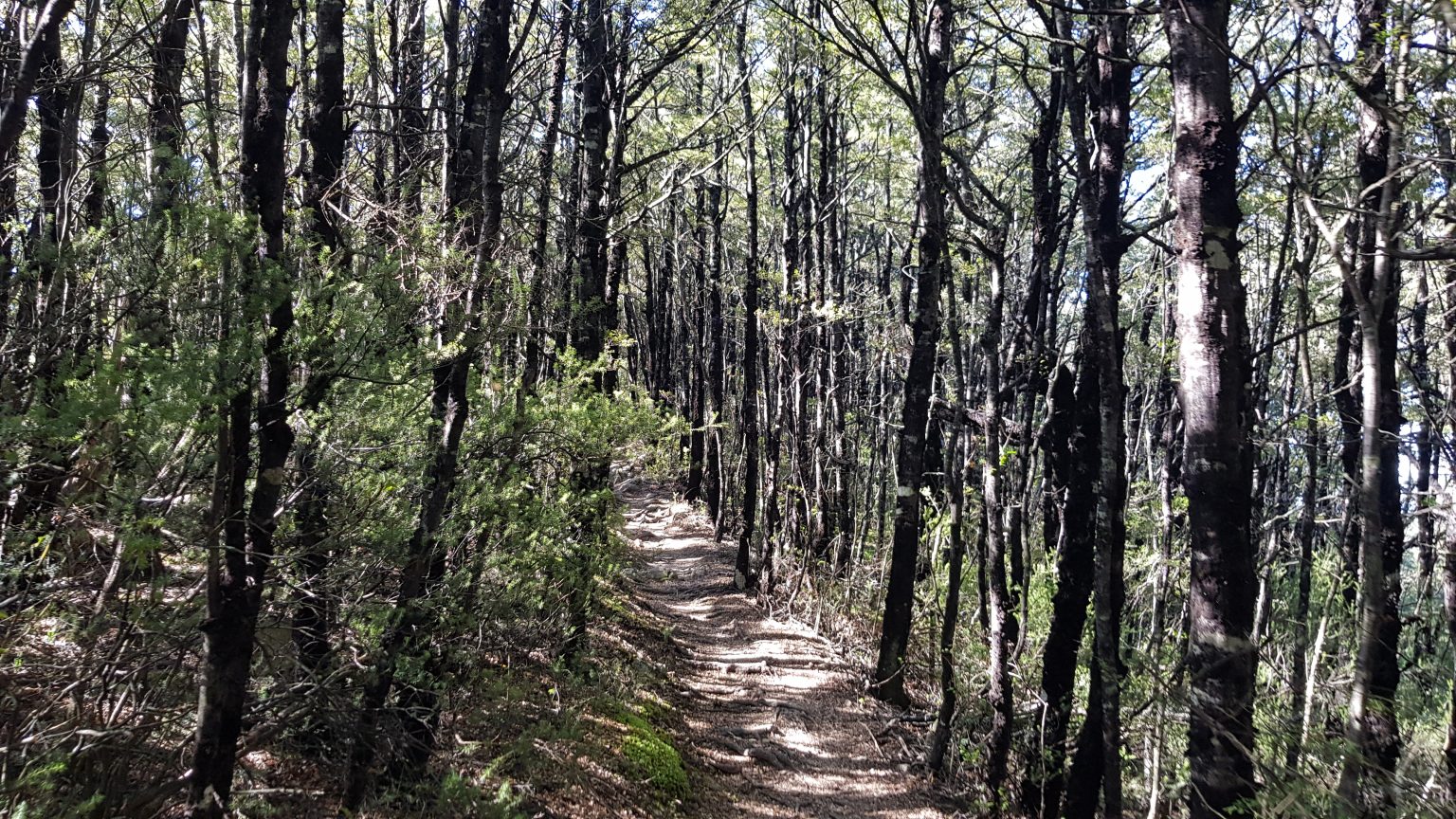 Mt Somers Track Canterbury Tinytramper
