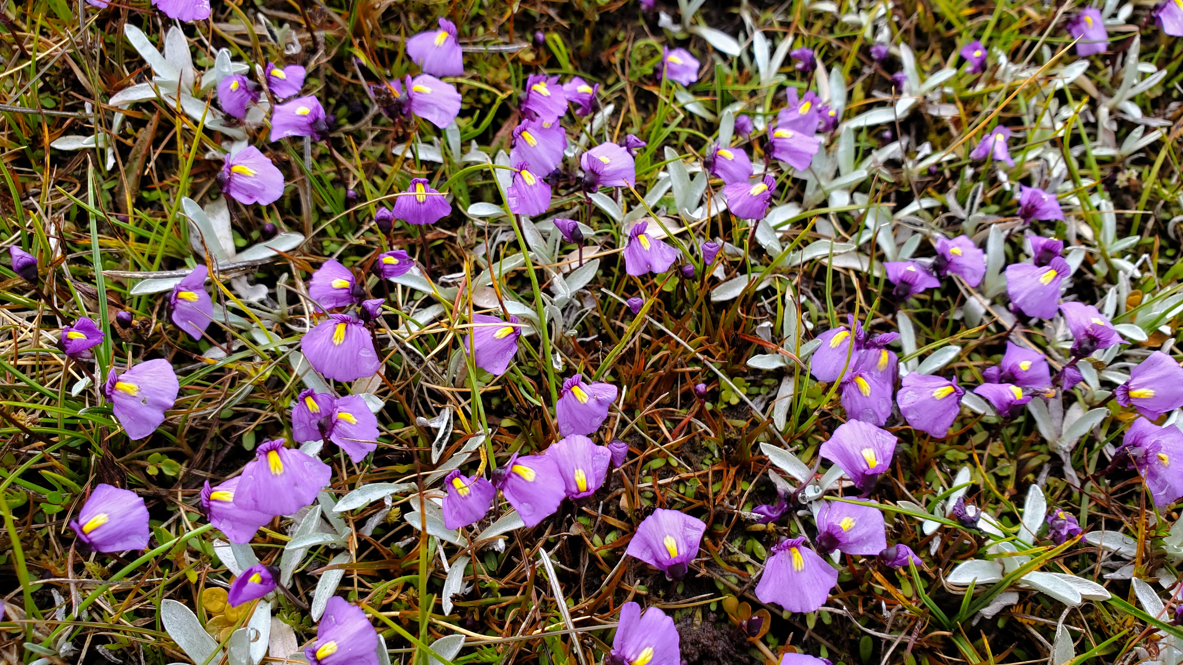 Utricularia dichotoma, commonly known as Fairy Aprons