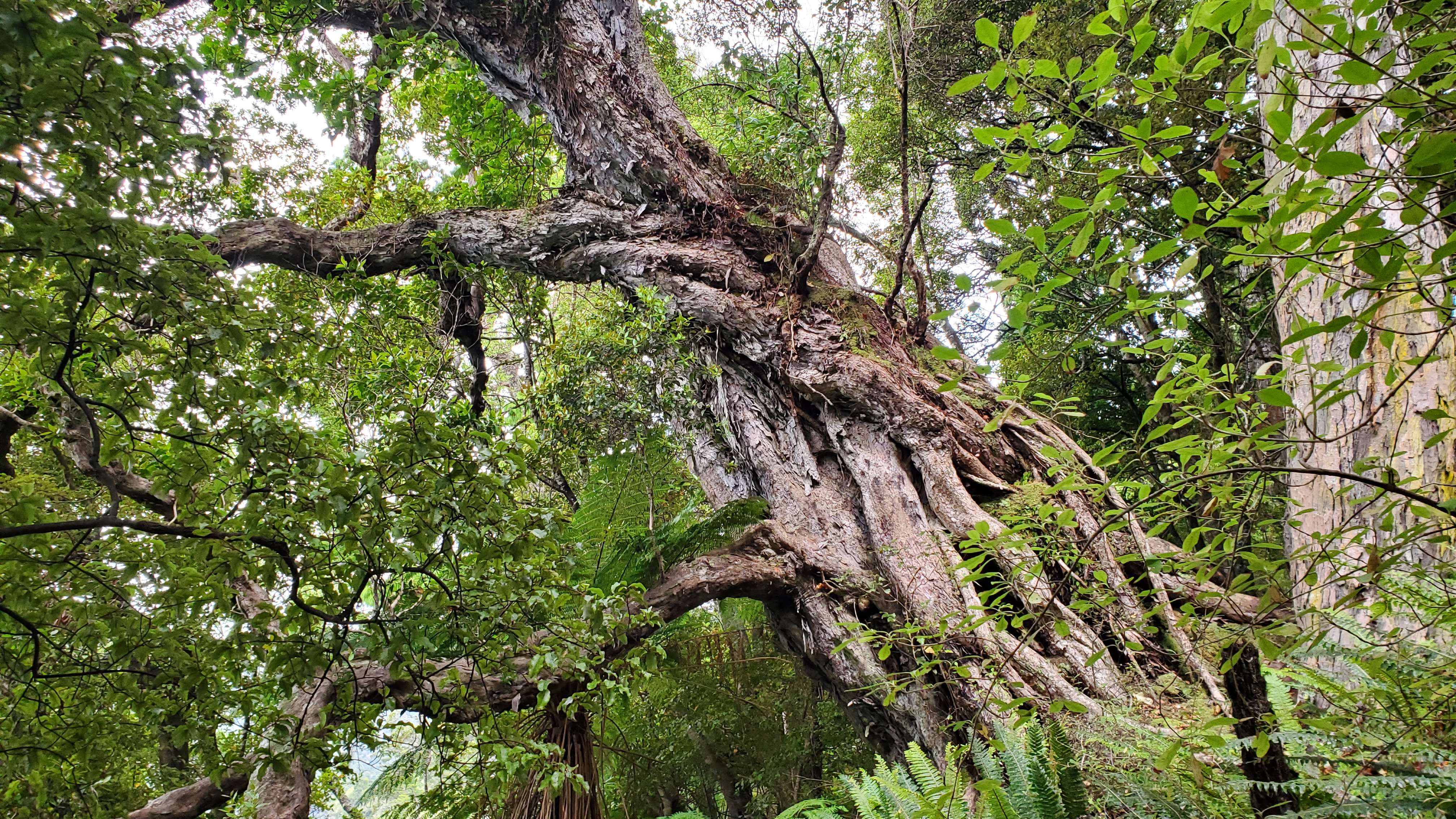 Giant trees on Stewart Island North West Cicuit