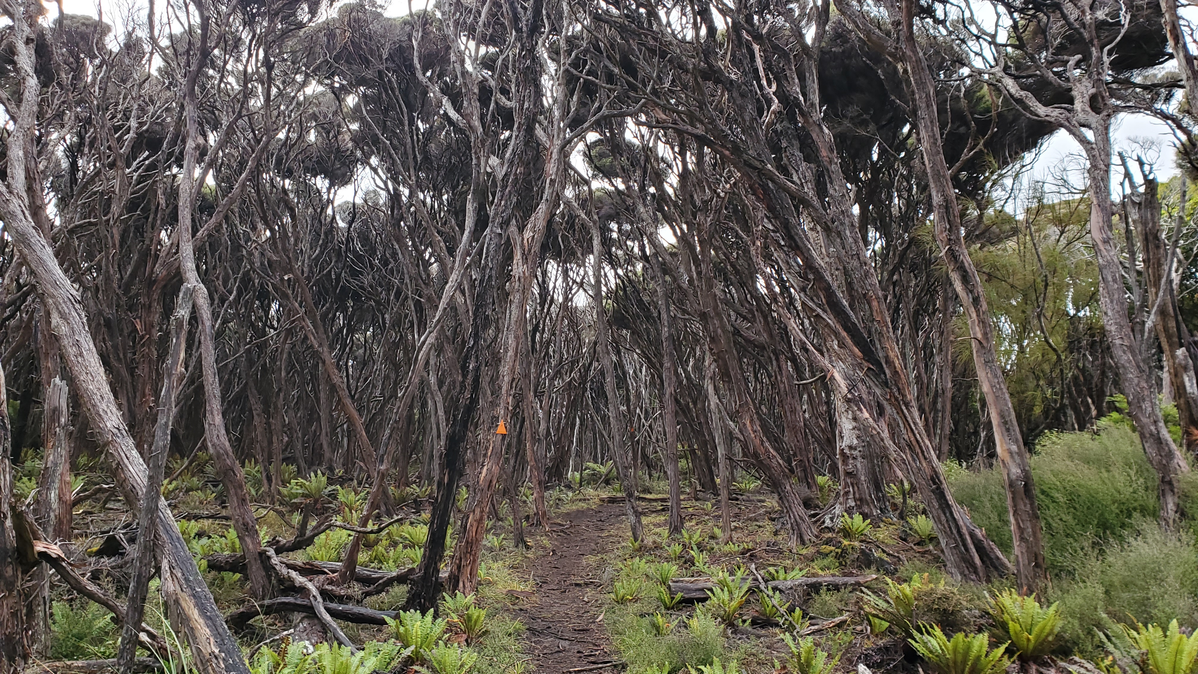 Manuka forest near Long Harry hut
