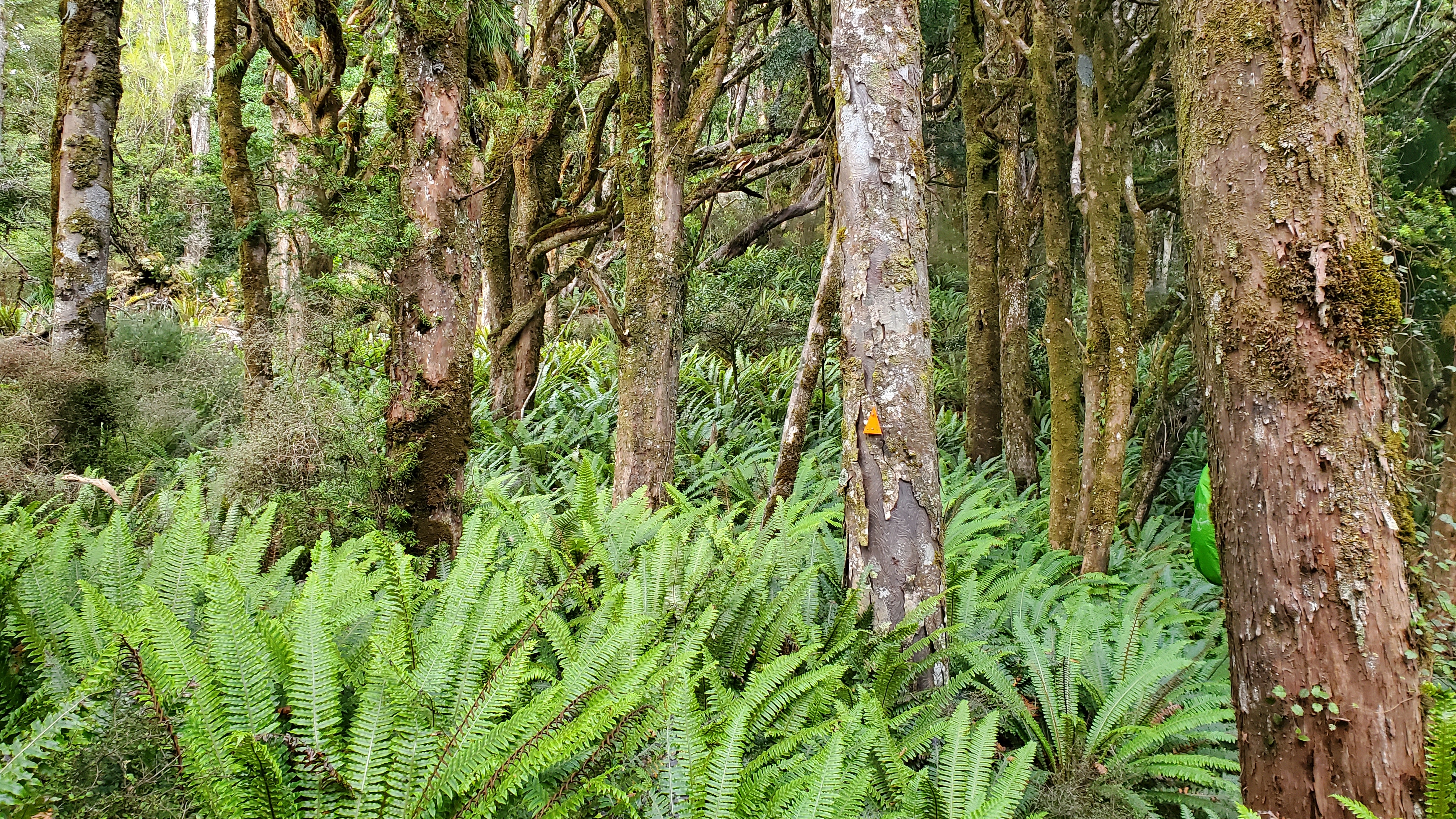 Crown ferns Rakiura Stewart Island Southern Circuit