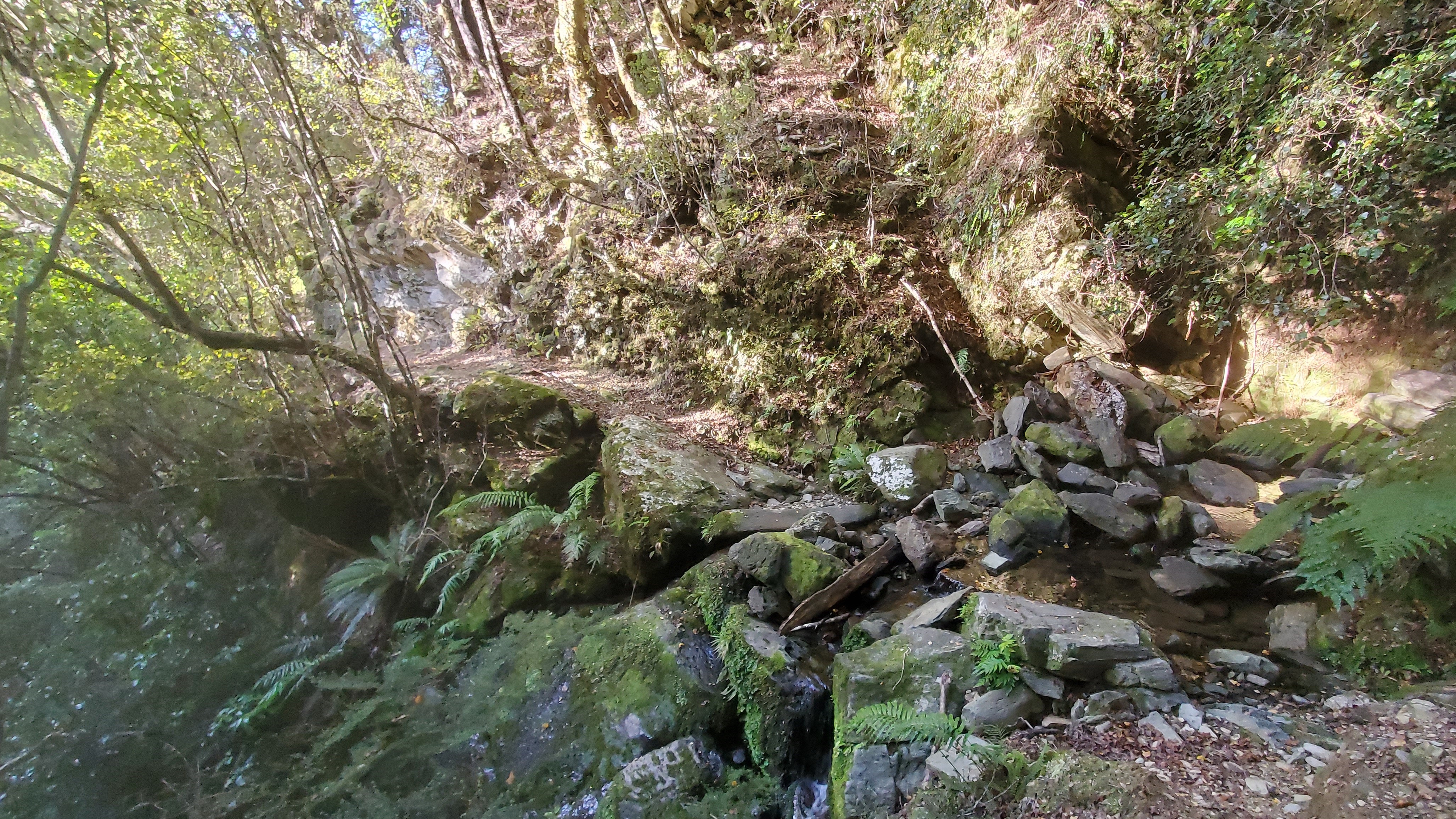 A side creek along the Waingaro Track