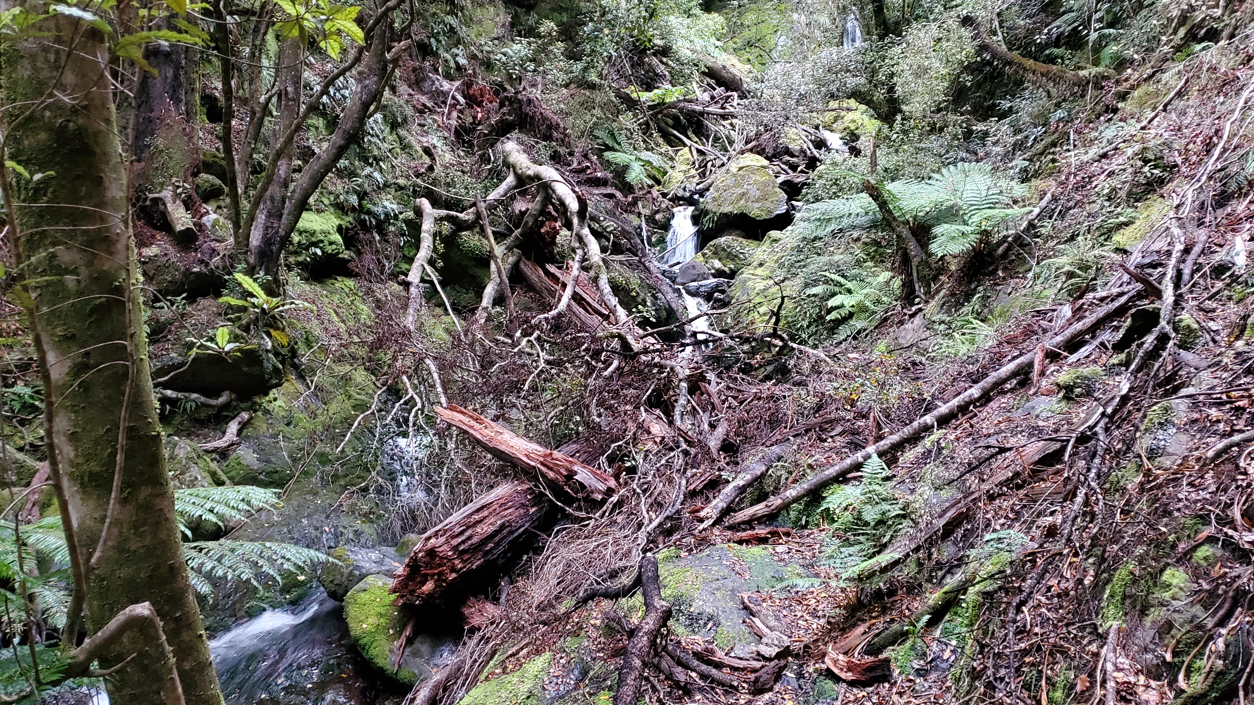 Windfall in a side creek on the Anatoki Track