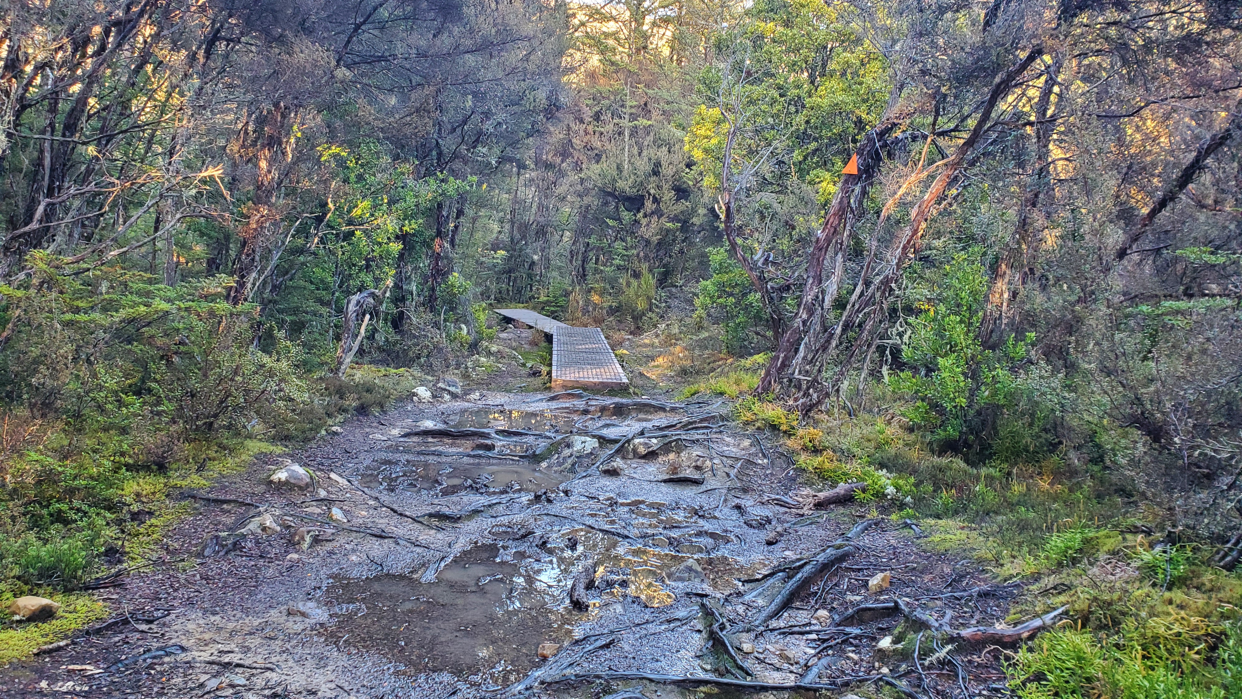 Mud and boardwalk on the Bealey Spur Track