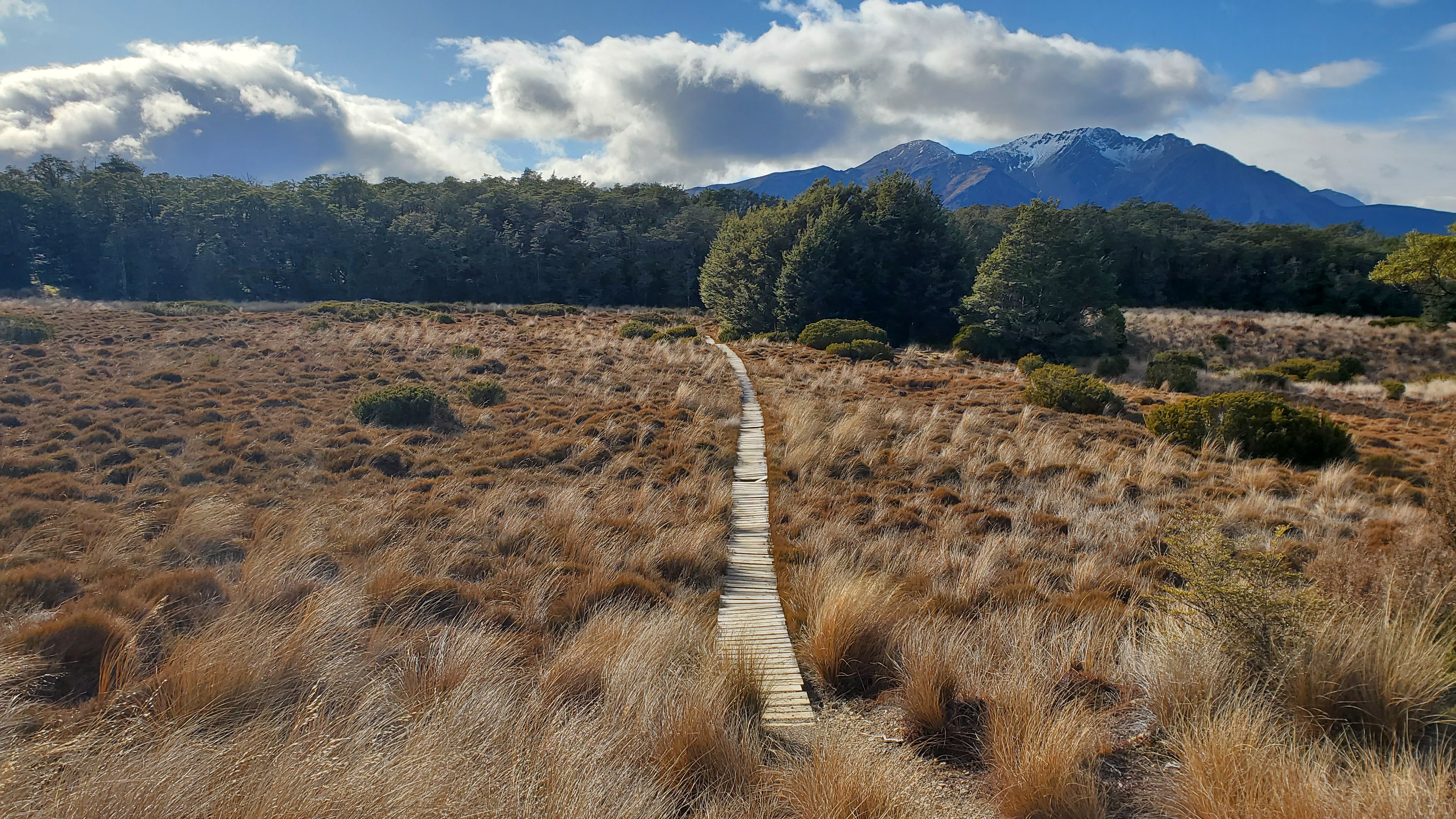 Boardwalk on the Bealey Spur Track