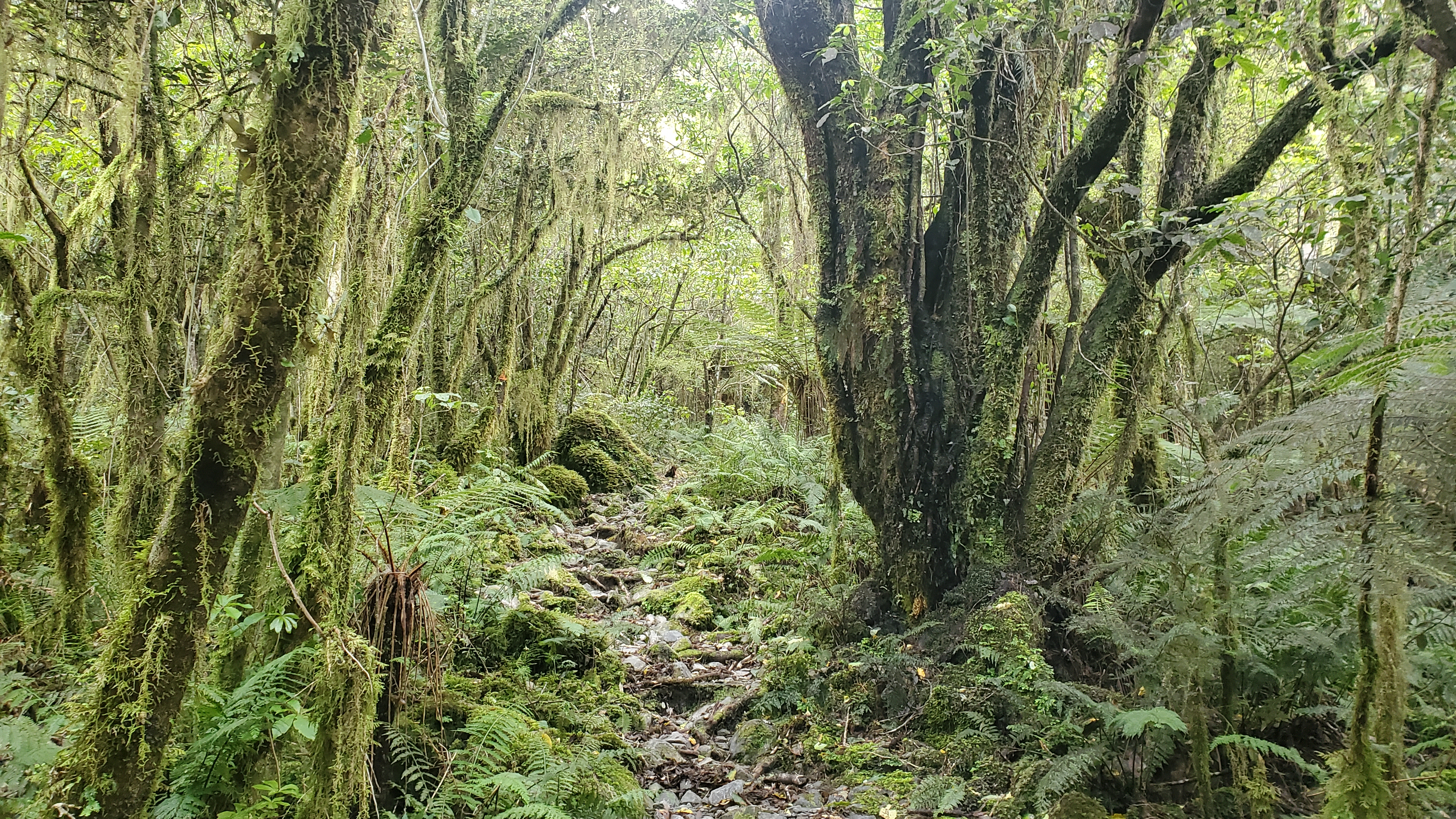 Forest on the Carroll Hut Track