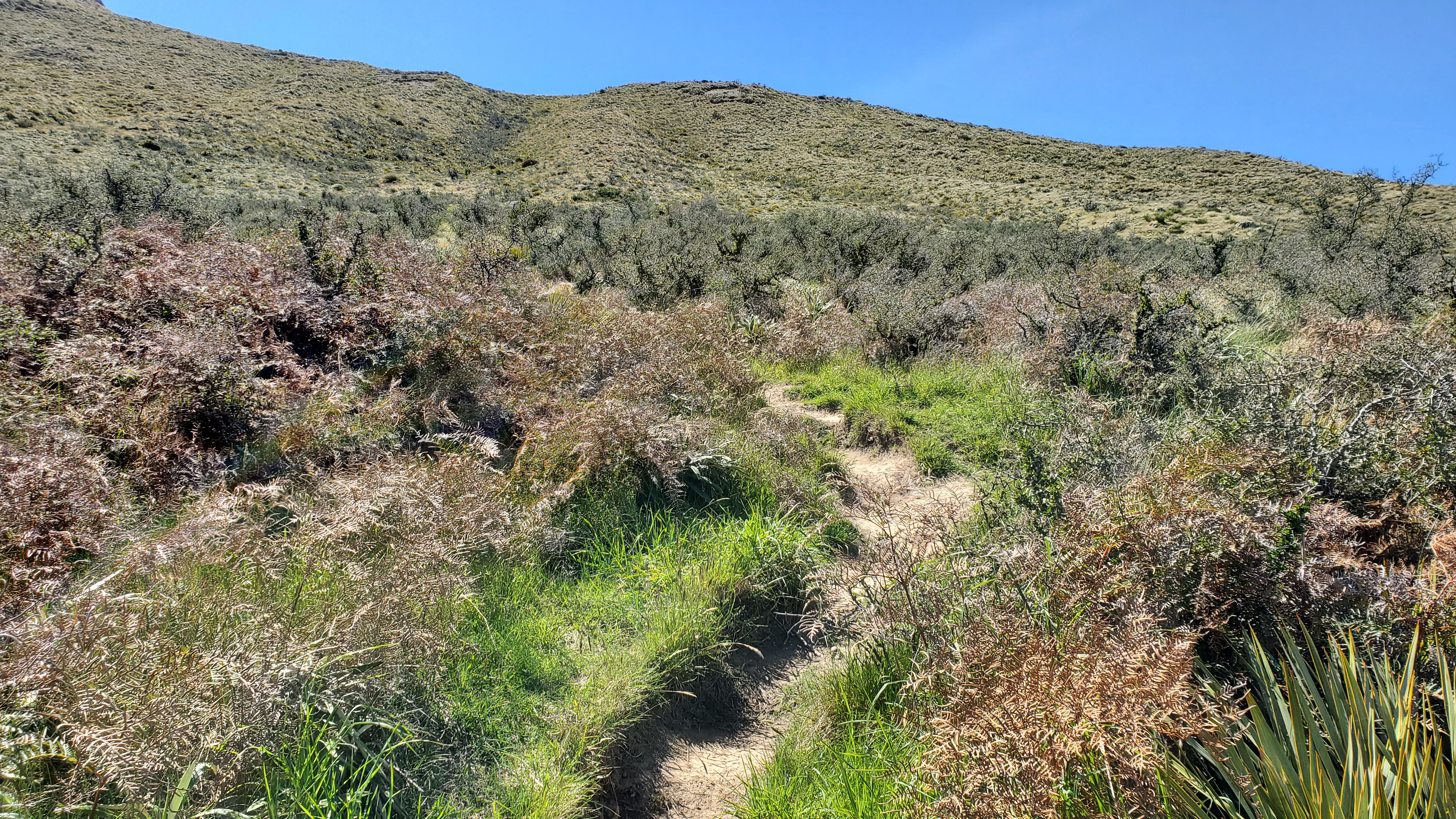 Lower slope of the Peak Hill Track