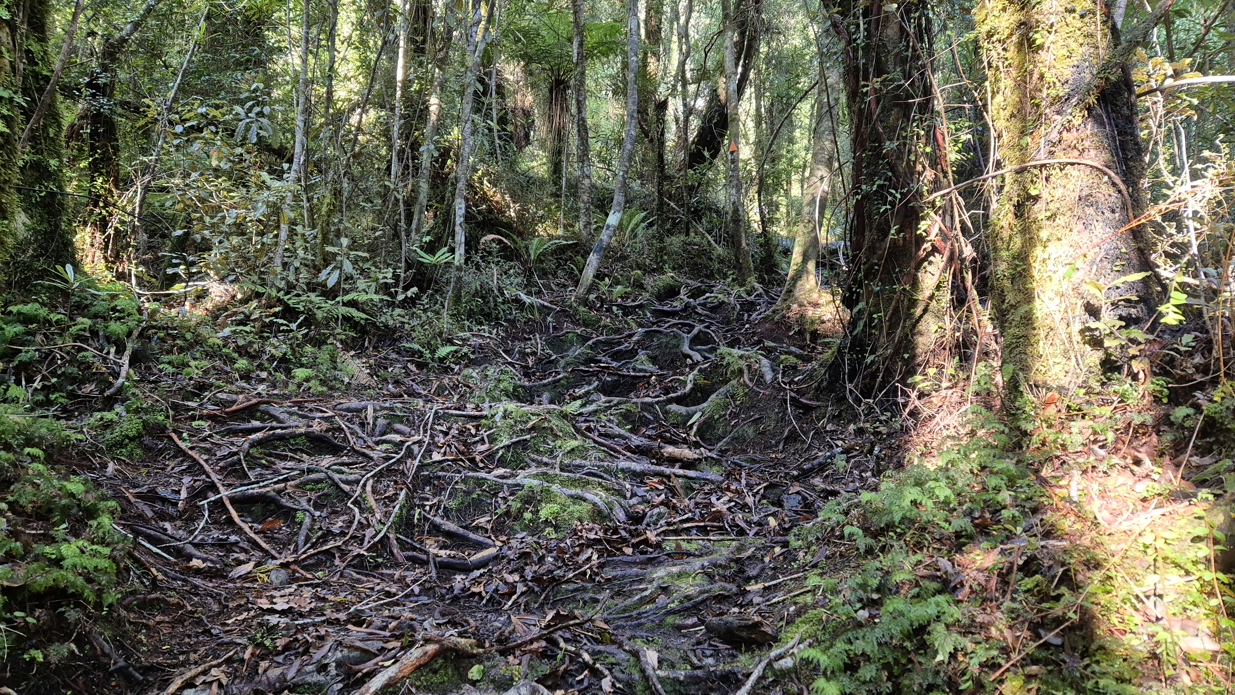 Tree roots on Te Kinga Track