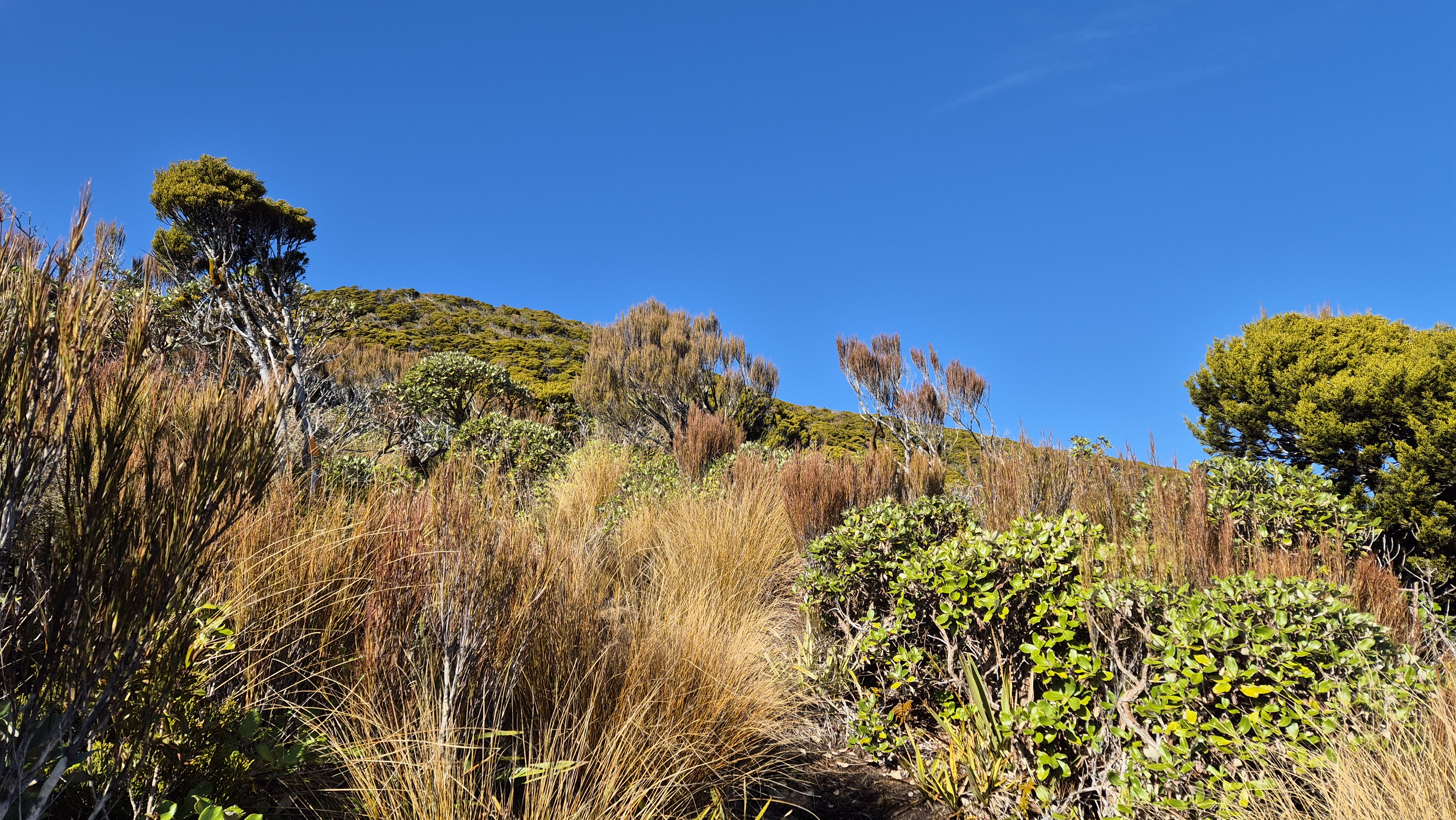 A glimpse of the sky from the Te Kinga Track