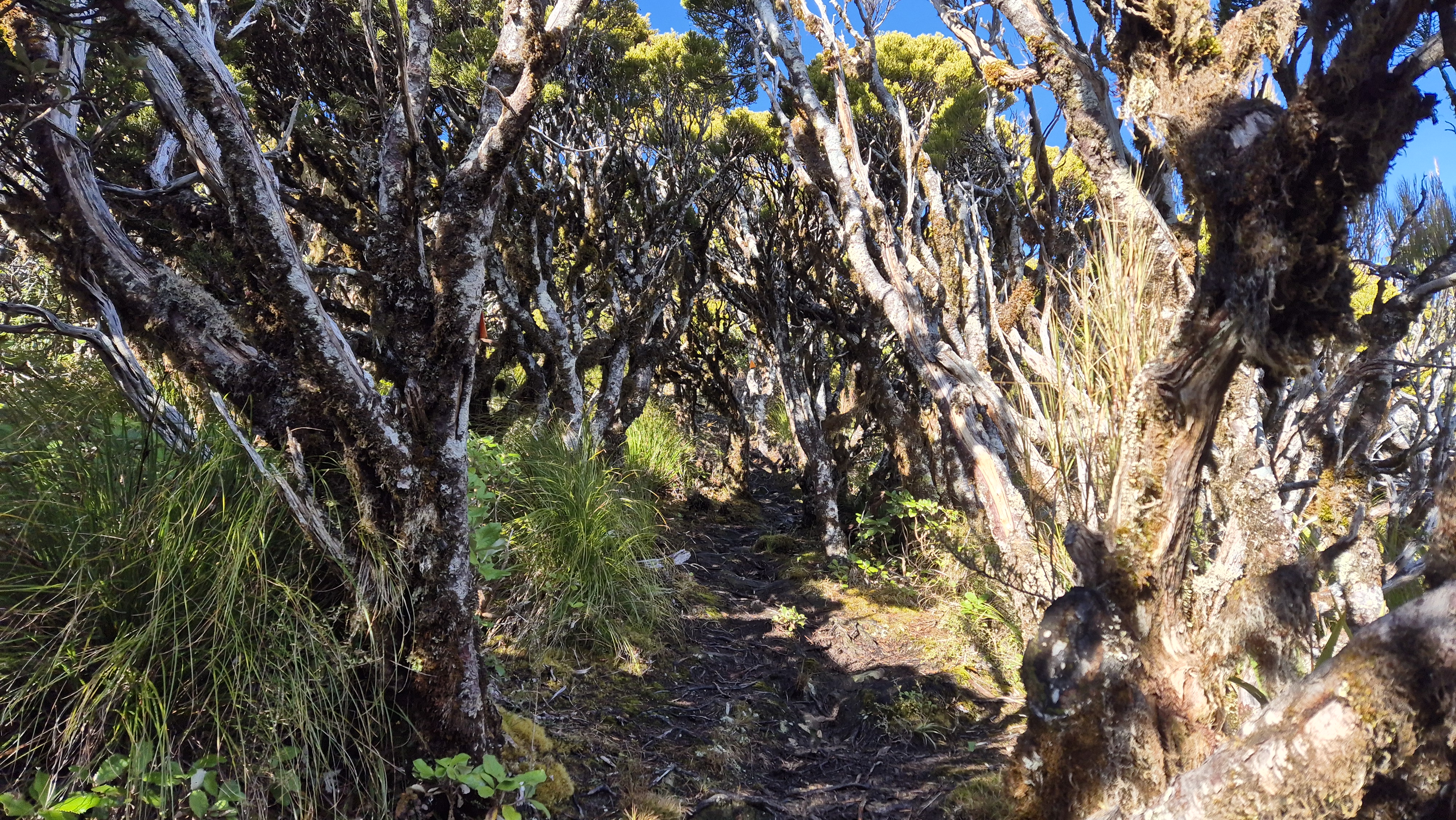 A muddy section before the tops on the Te Kinga Track
