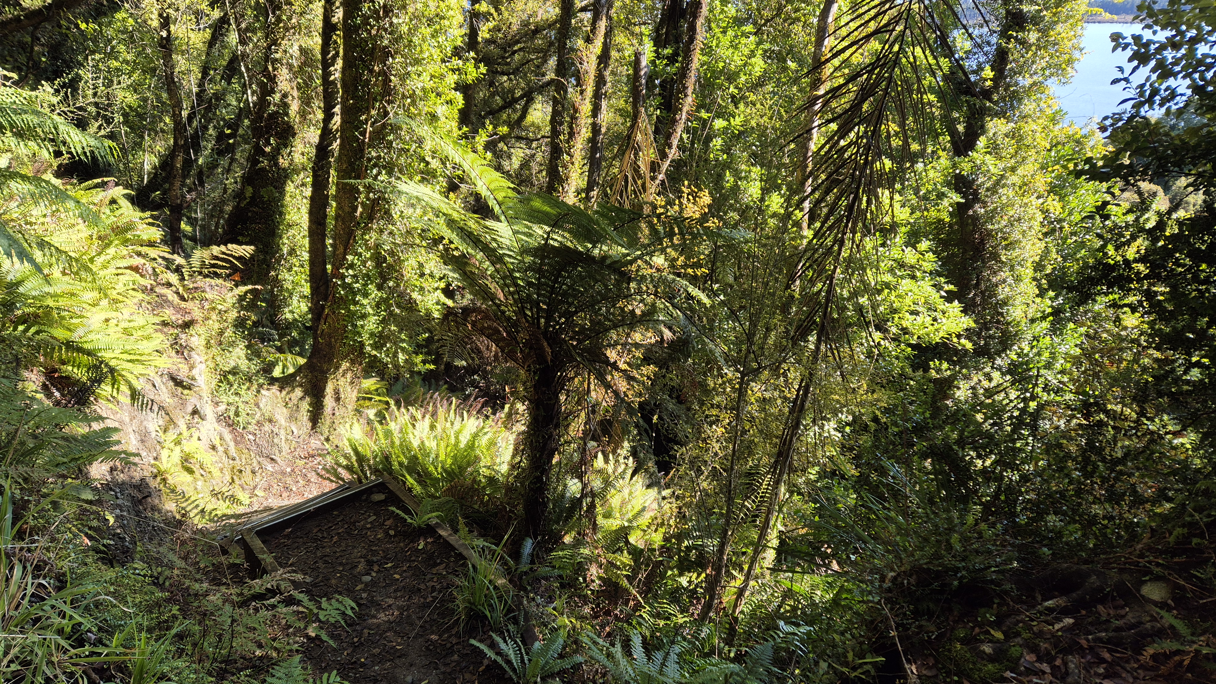 Arriving back at the steps Te Kinga lookout