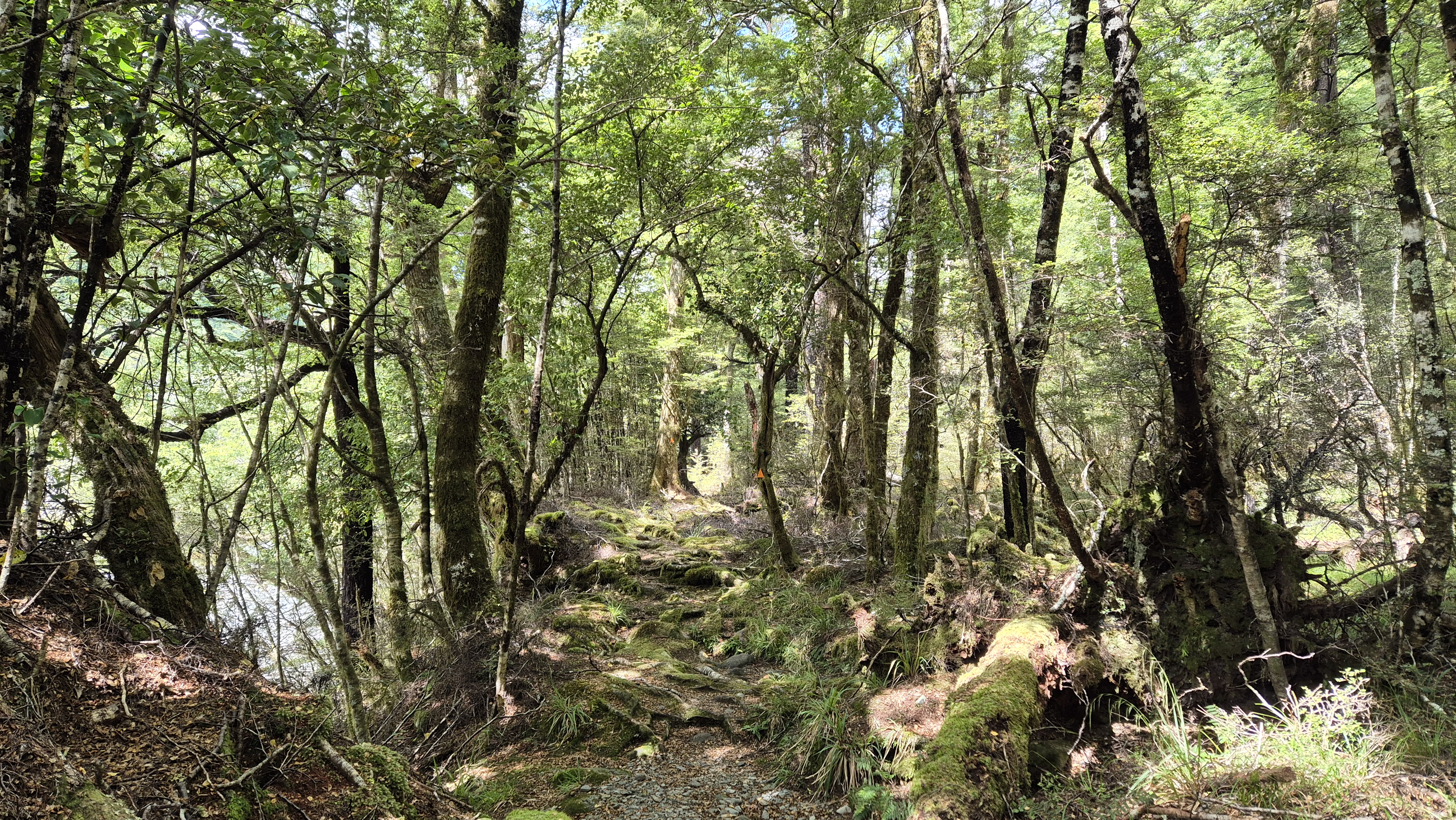 Track from Sabine to West Sabine, Moss Pass tramp