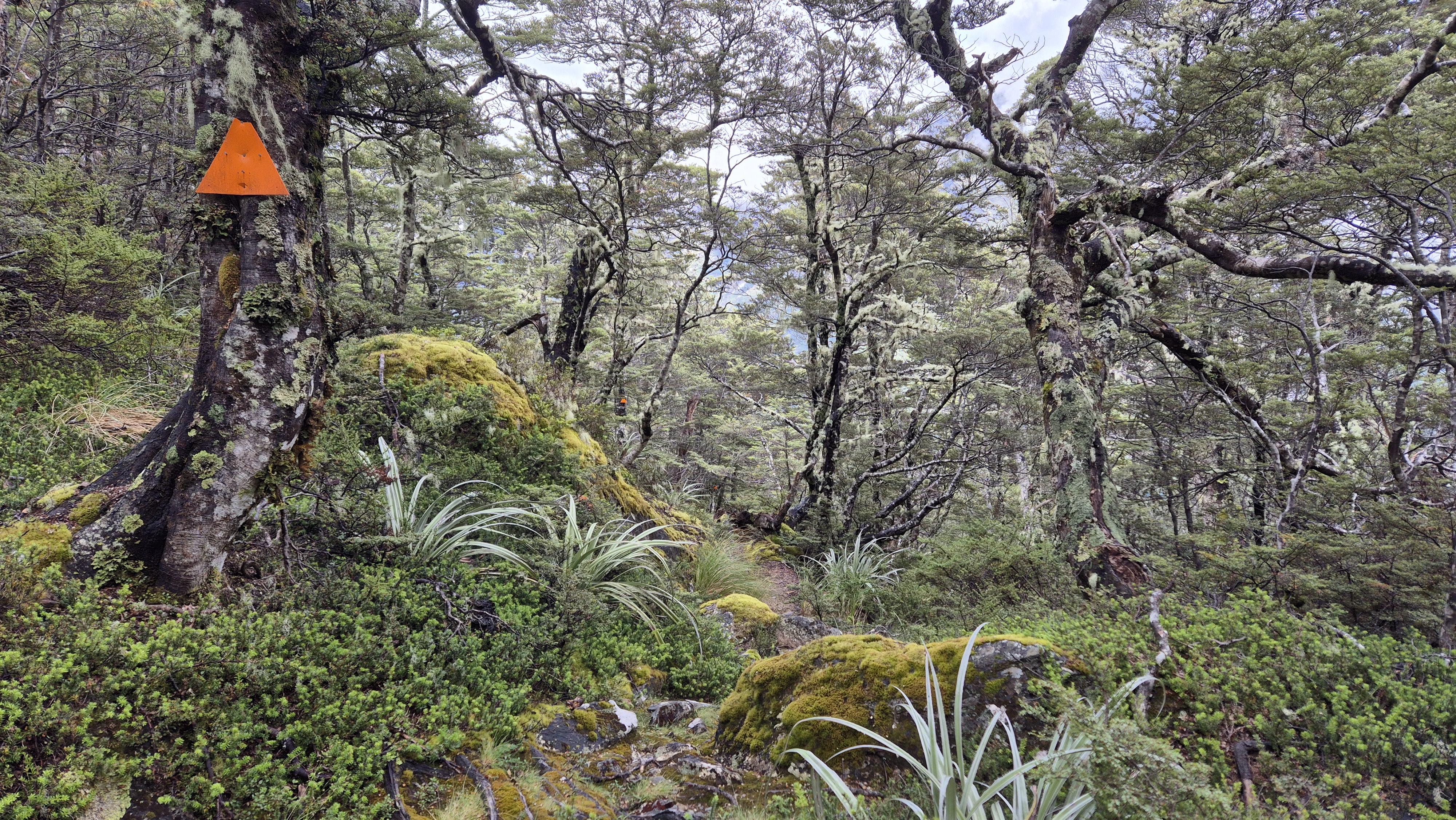 Meeting the bush line on the D'Urville side from Moss Pass