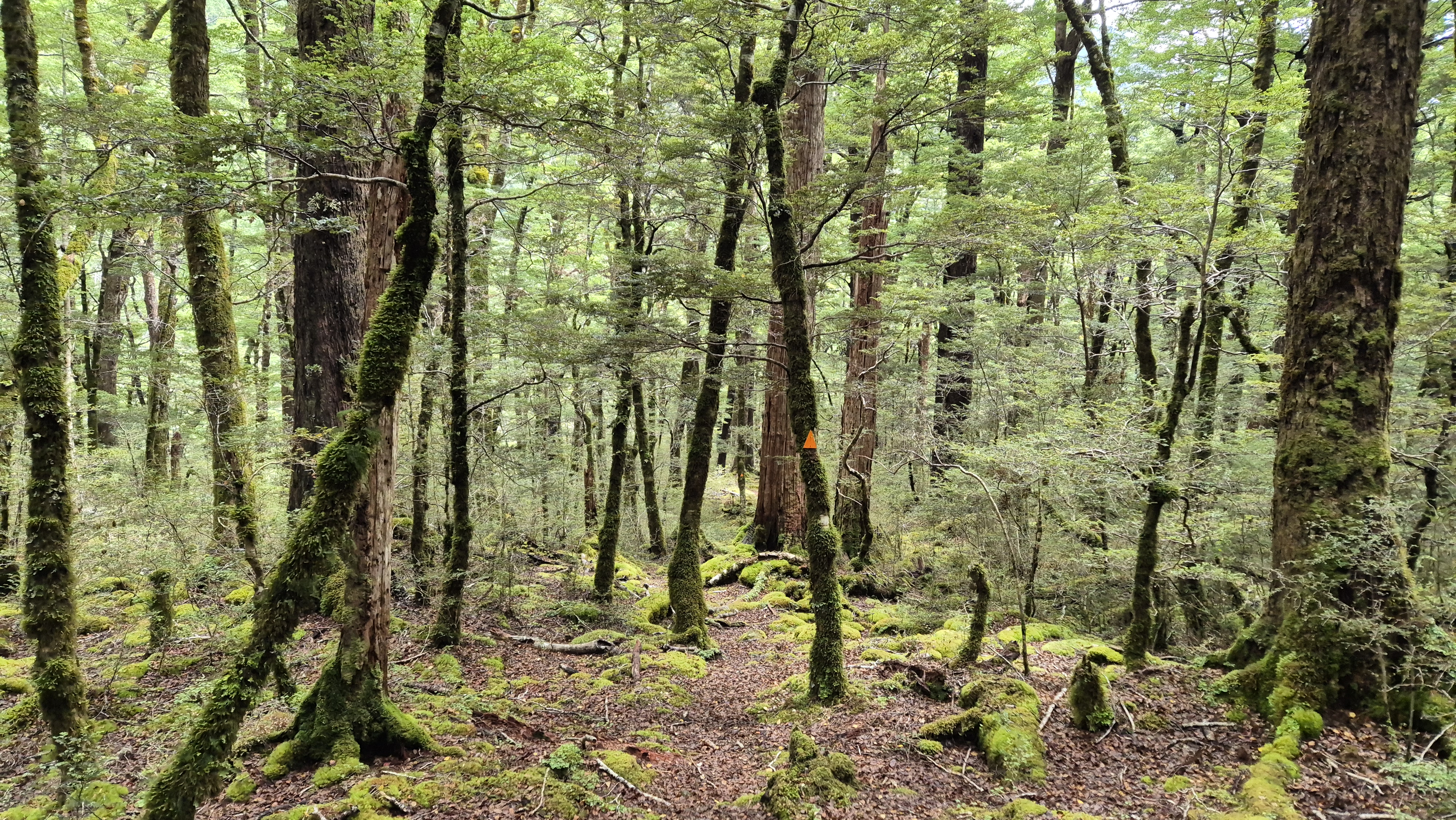 Finally meeting a flat section near the D'Urville River on the Moss Pass route