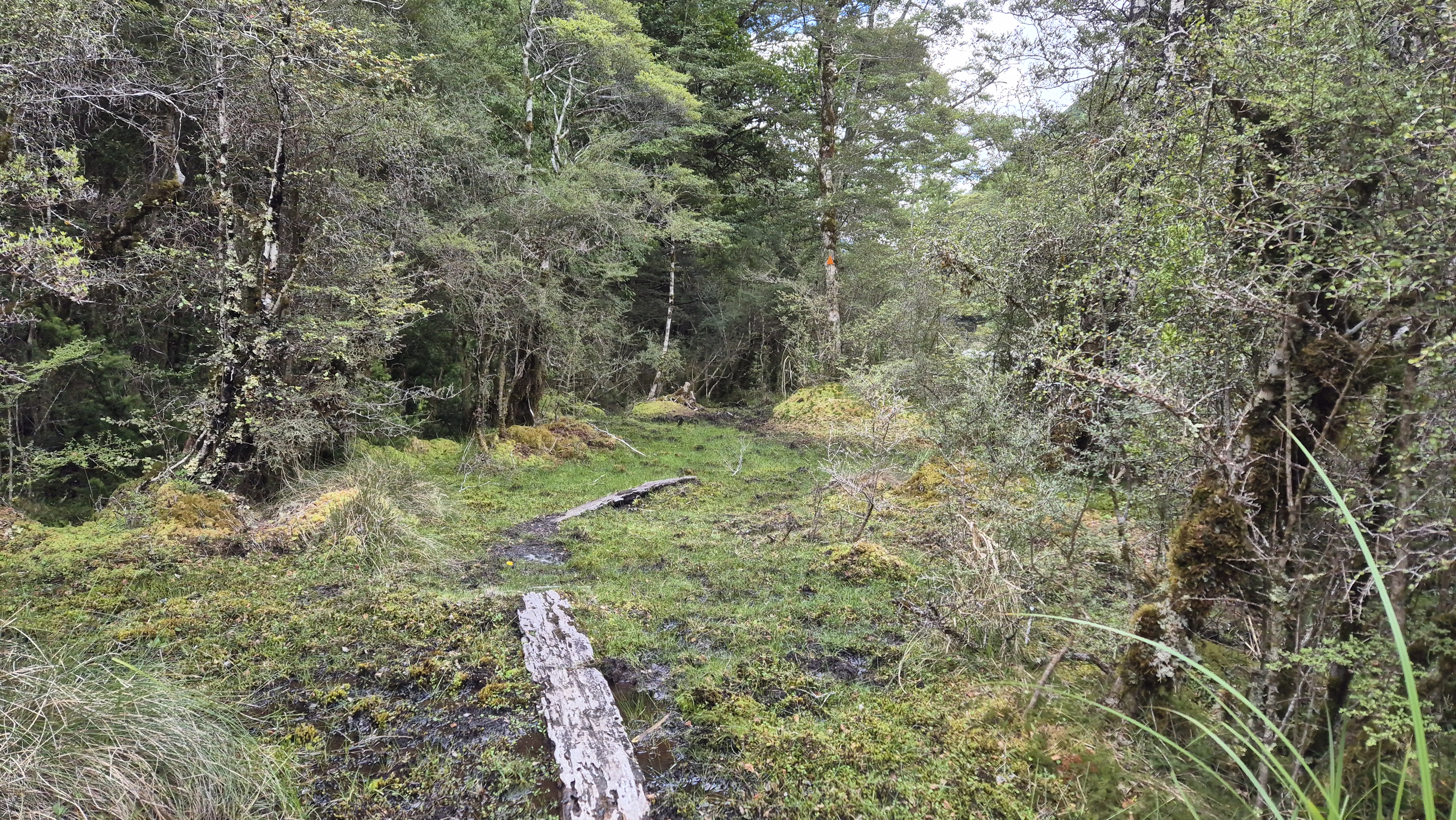 A boggy section of track from George Lyon to Morgan hut, Moss Pass tramp