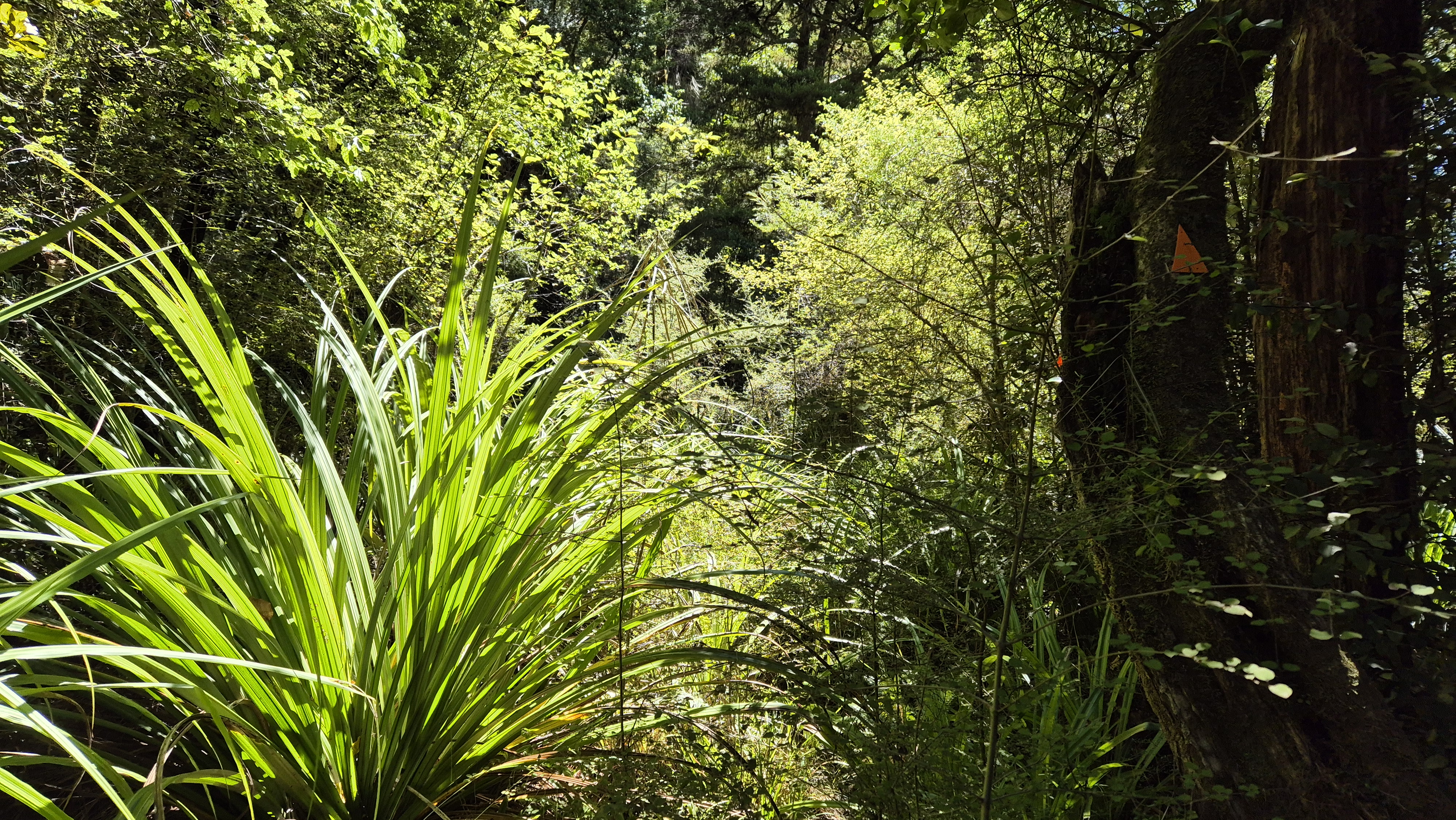 Grassy track towards D'Urville hut