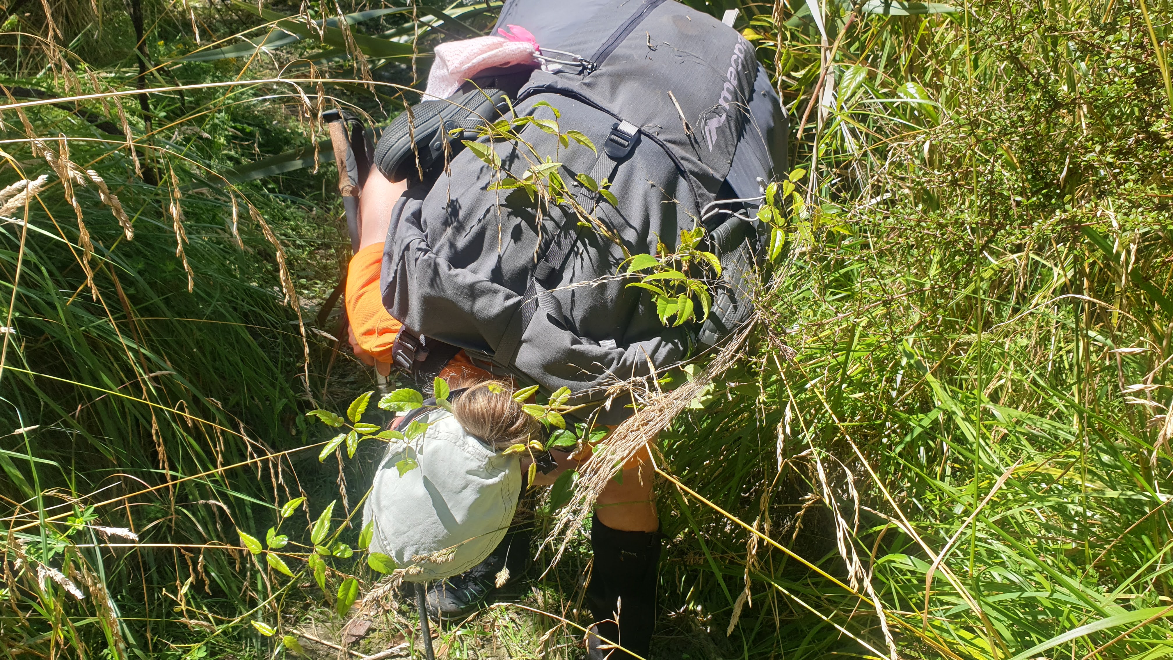 How to get tangled in bush lawyer