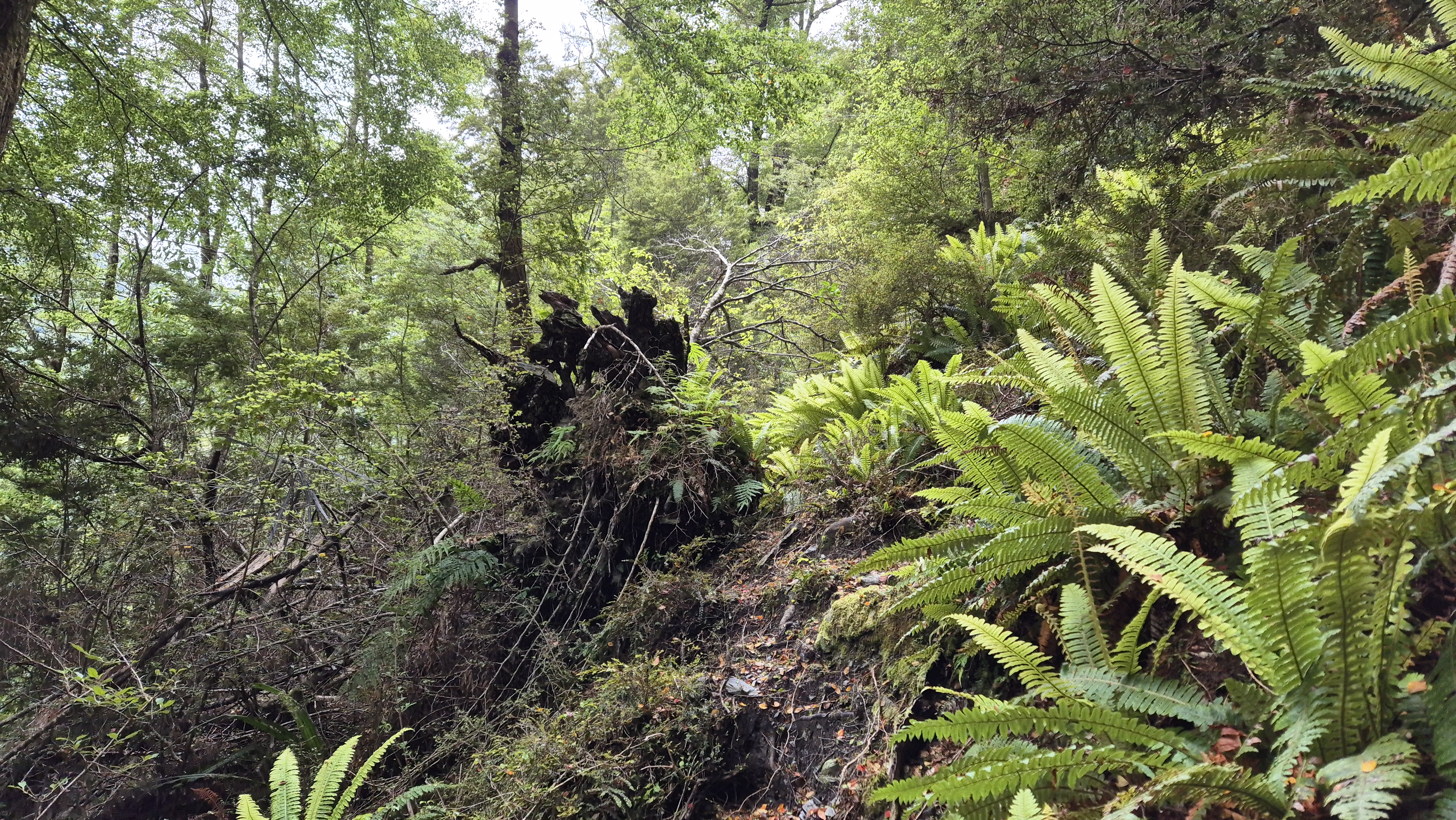 Crown ferns Robinson River Track