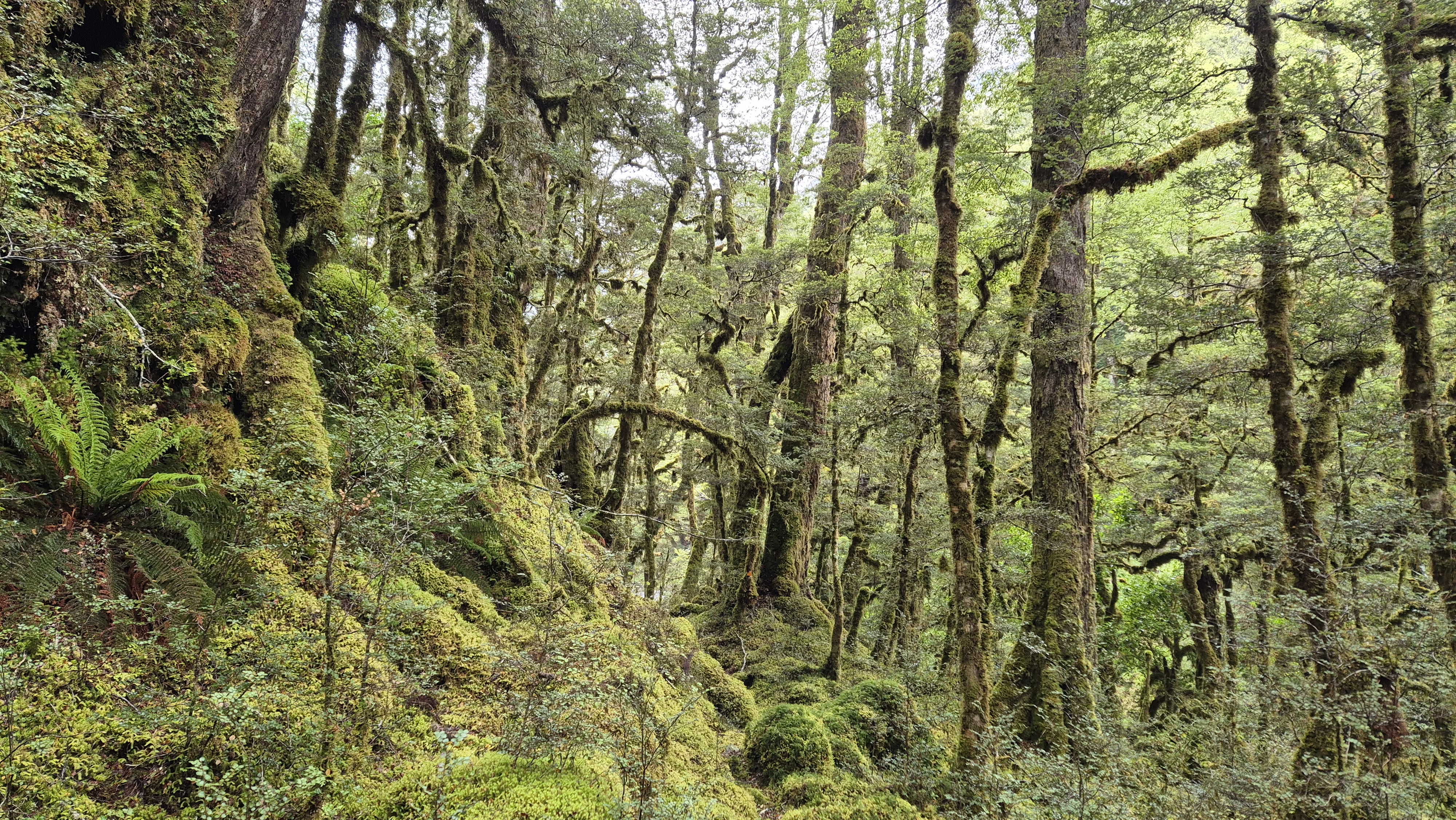 Mossy forest towards Top Robinson hut, Robinson Christabel