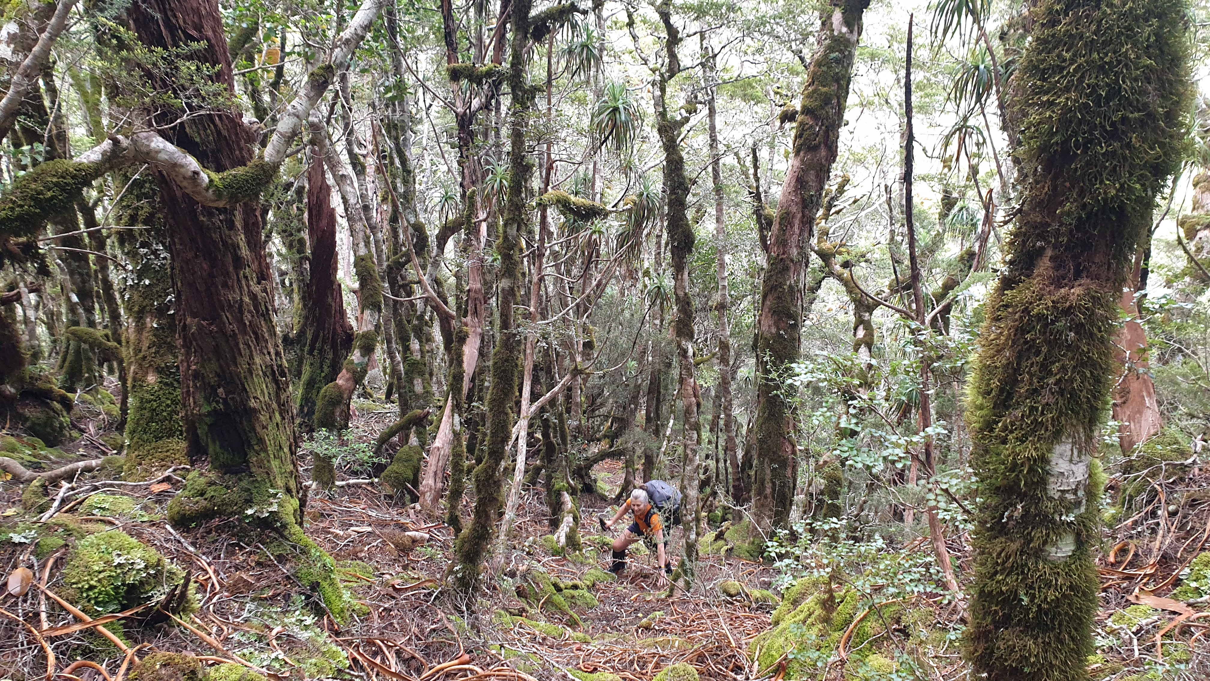 Climbing the spur from Top Robinson hut, Robinson Christabel