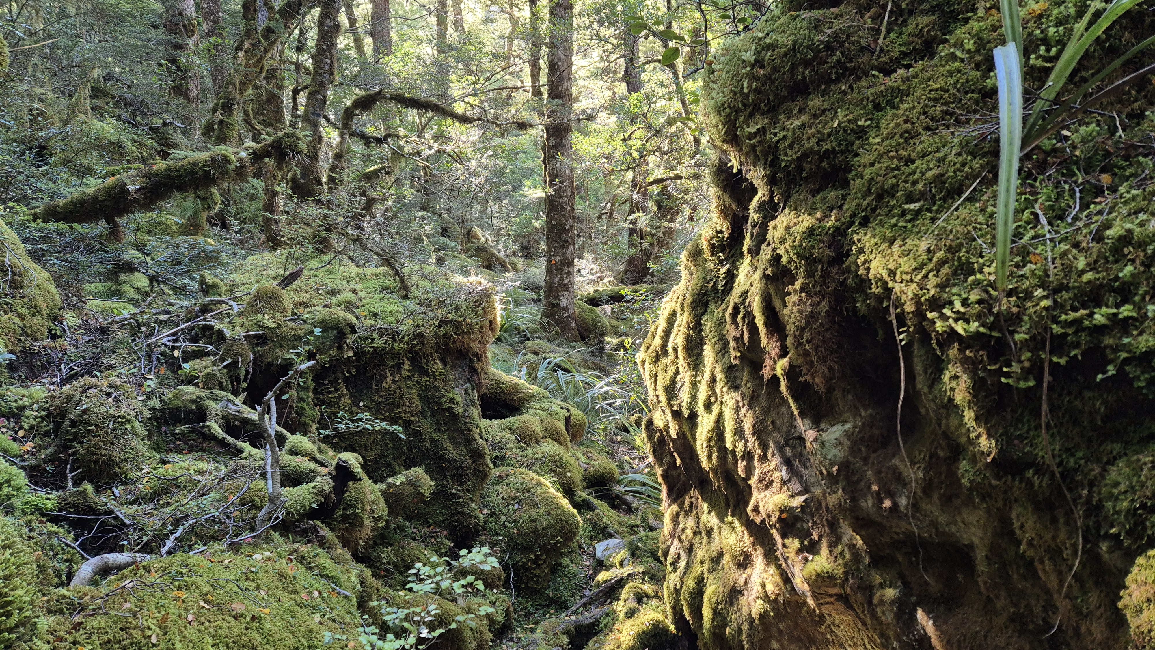 Boulders along the Rough Creek Track from lake Christabel hut, Robinson Christabel