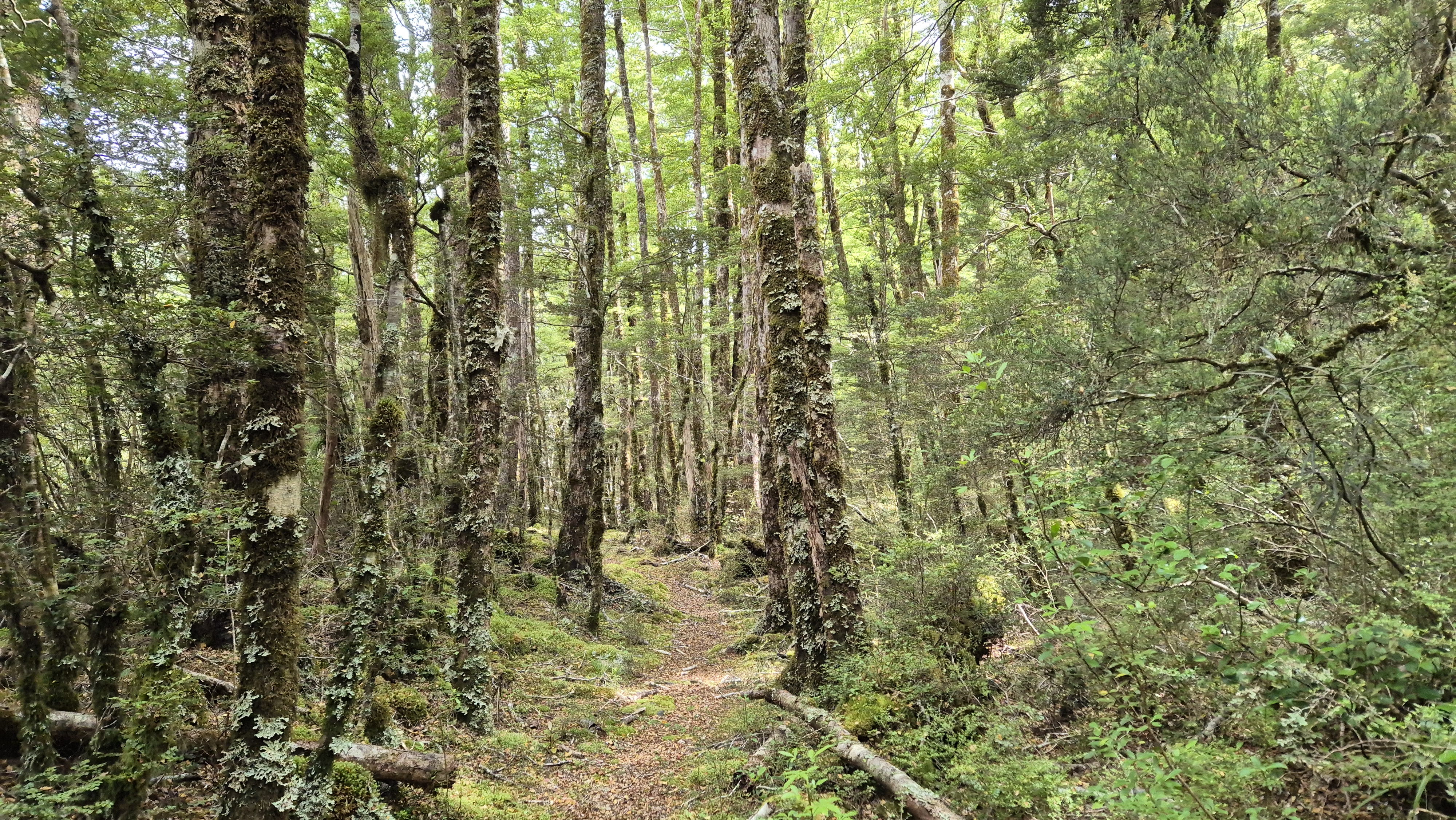 The start of the Lake Christabel Track from lake Christabel hut