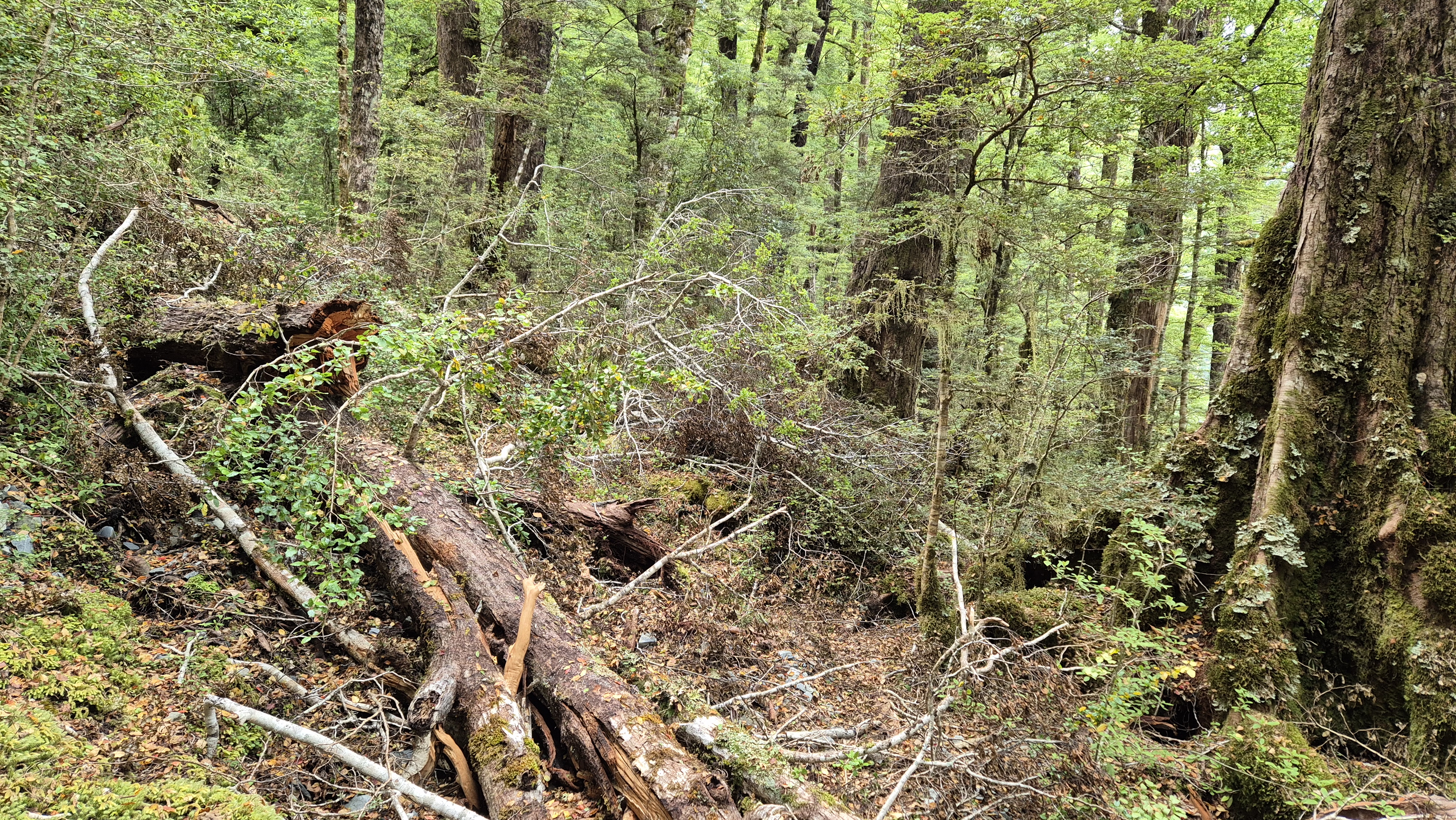 Lake Christabel Track, Robinson Christabel