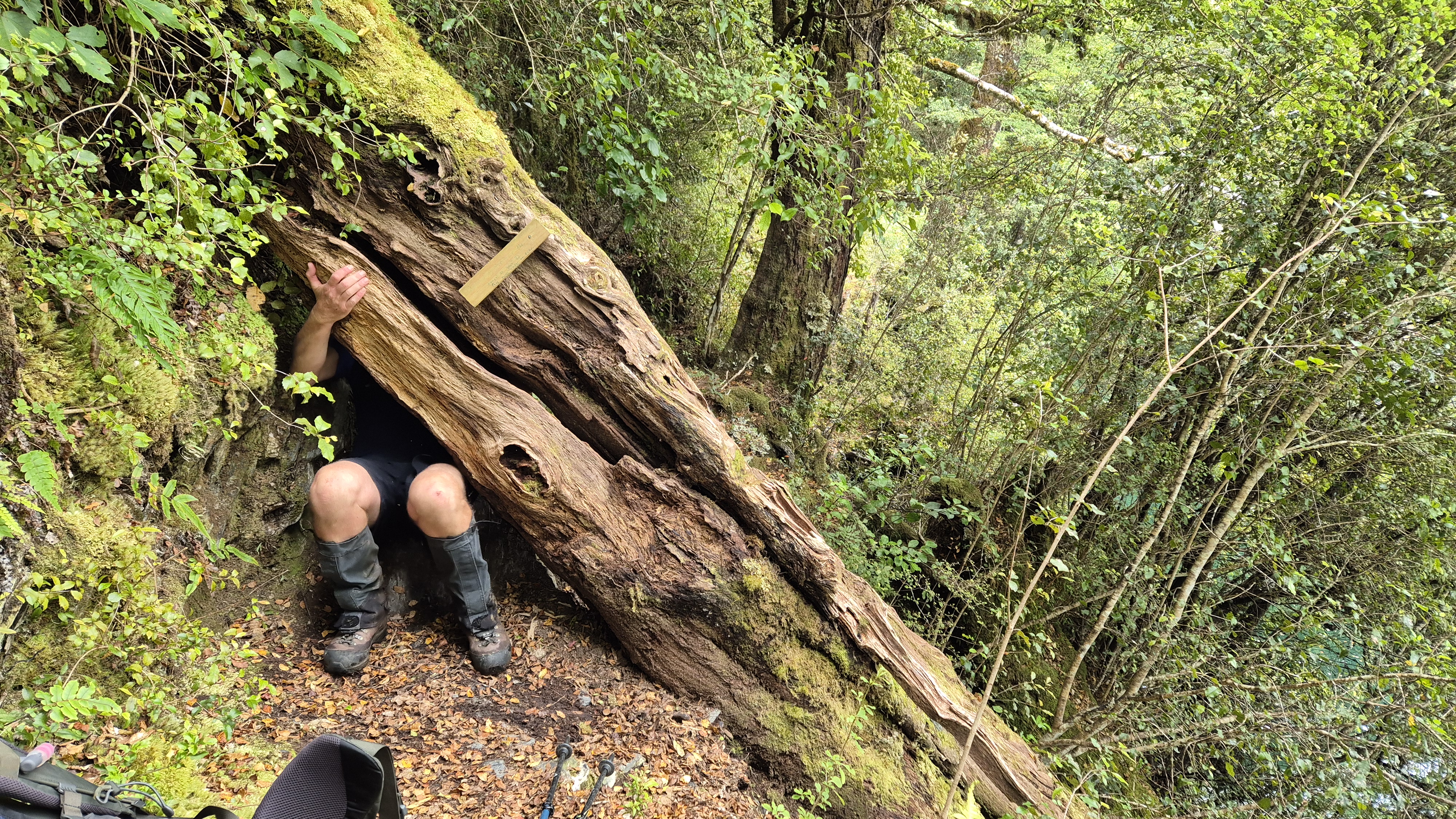 Fallen tree on the Lake Christabel Track, Robinson Christabel