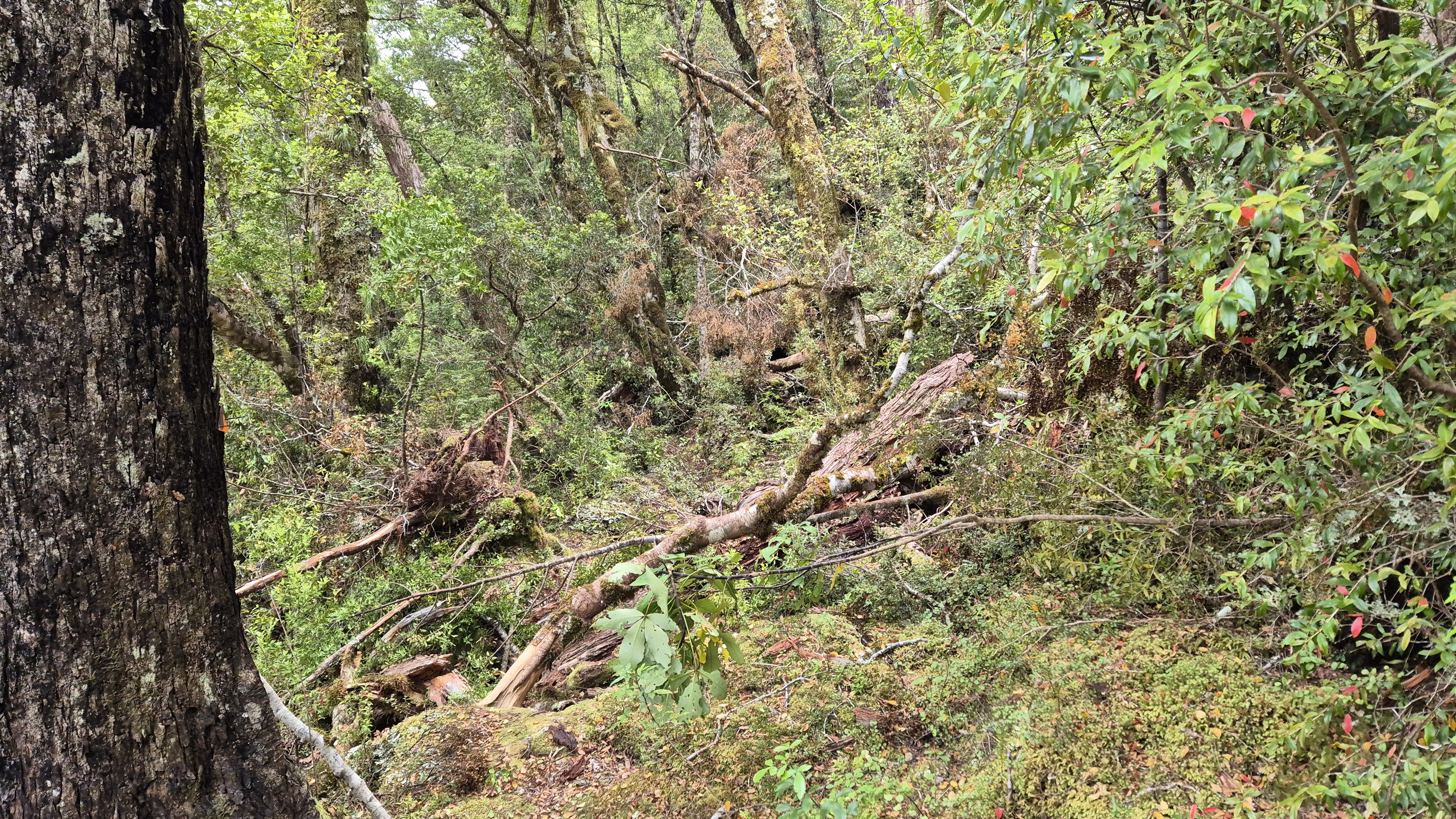 Around the northern side of Lake Christabel, Robinson Christabel