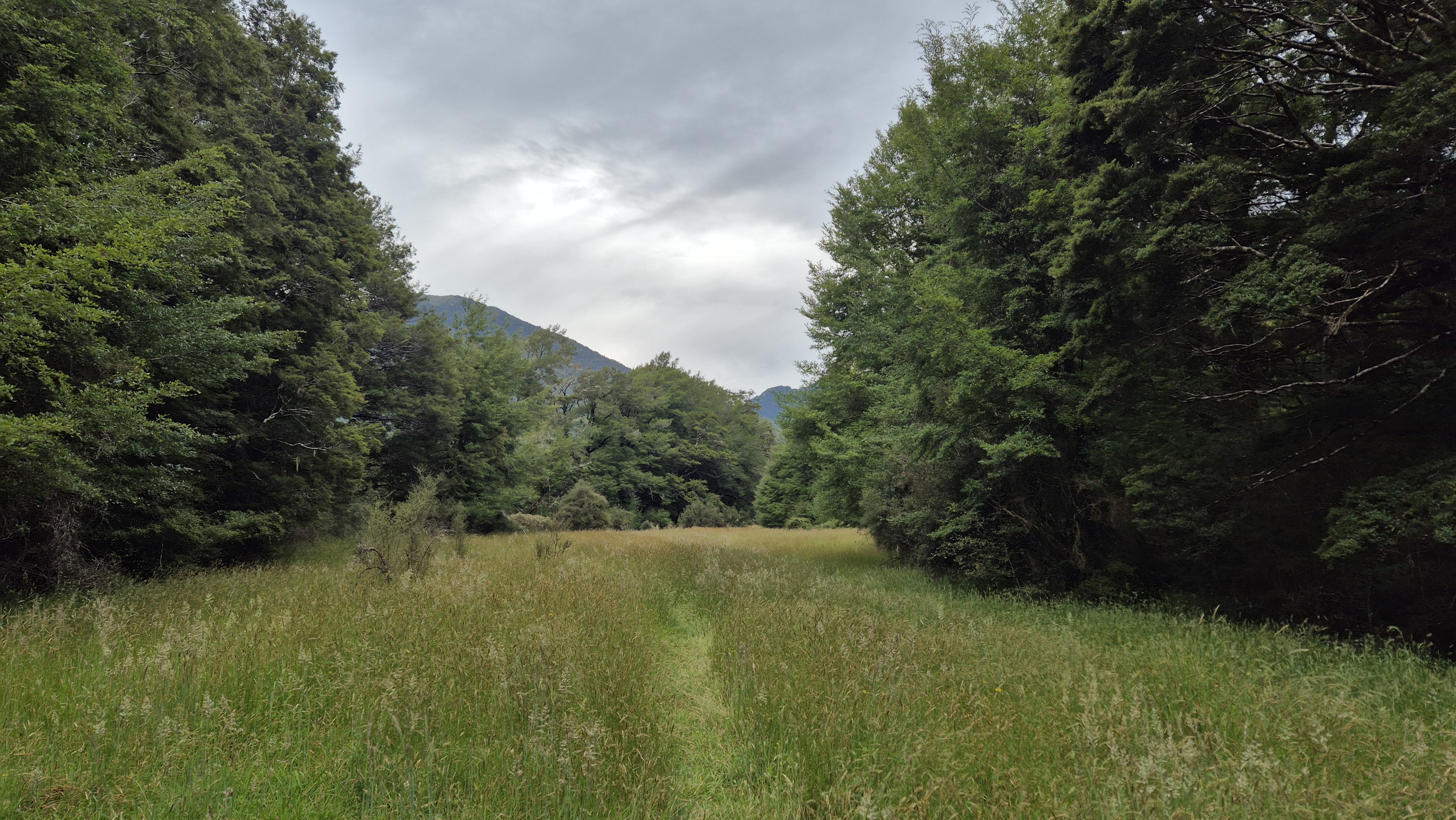 Nearing the end of the Christabel Track towards Palmer Road
