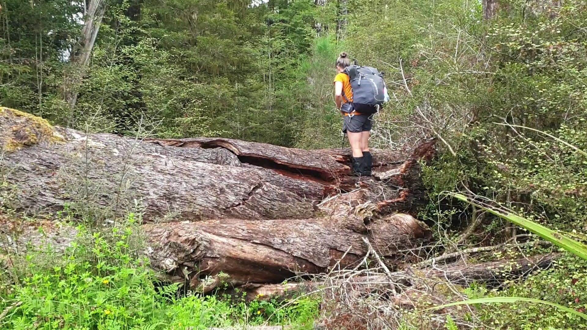 A final tree to climb over on the Lake Christabel Track, Robinson Christabel