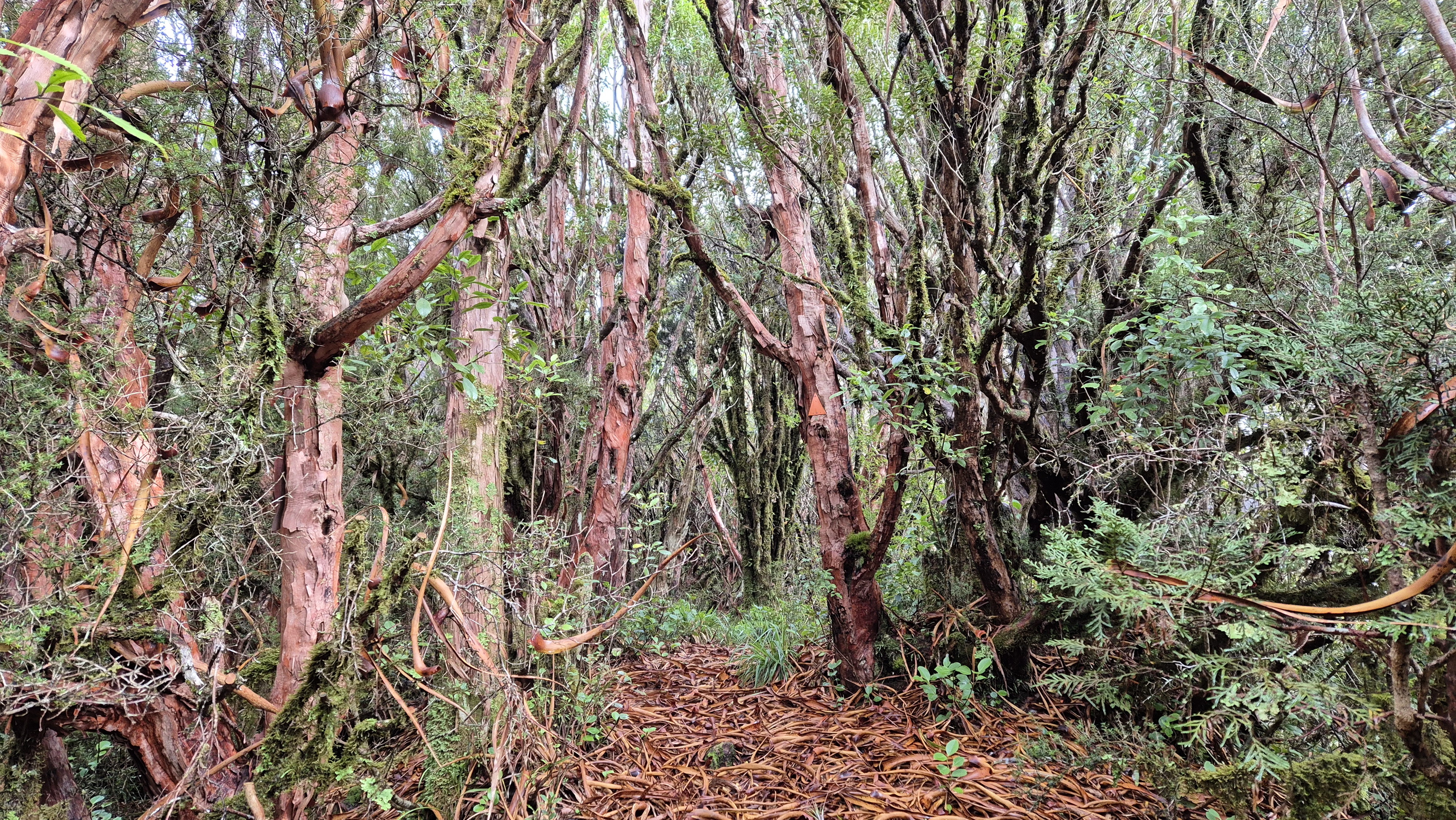 Through the draccophyllum on the Brian O'Lyn Route