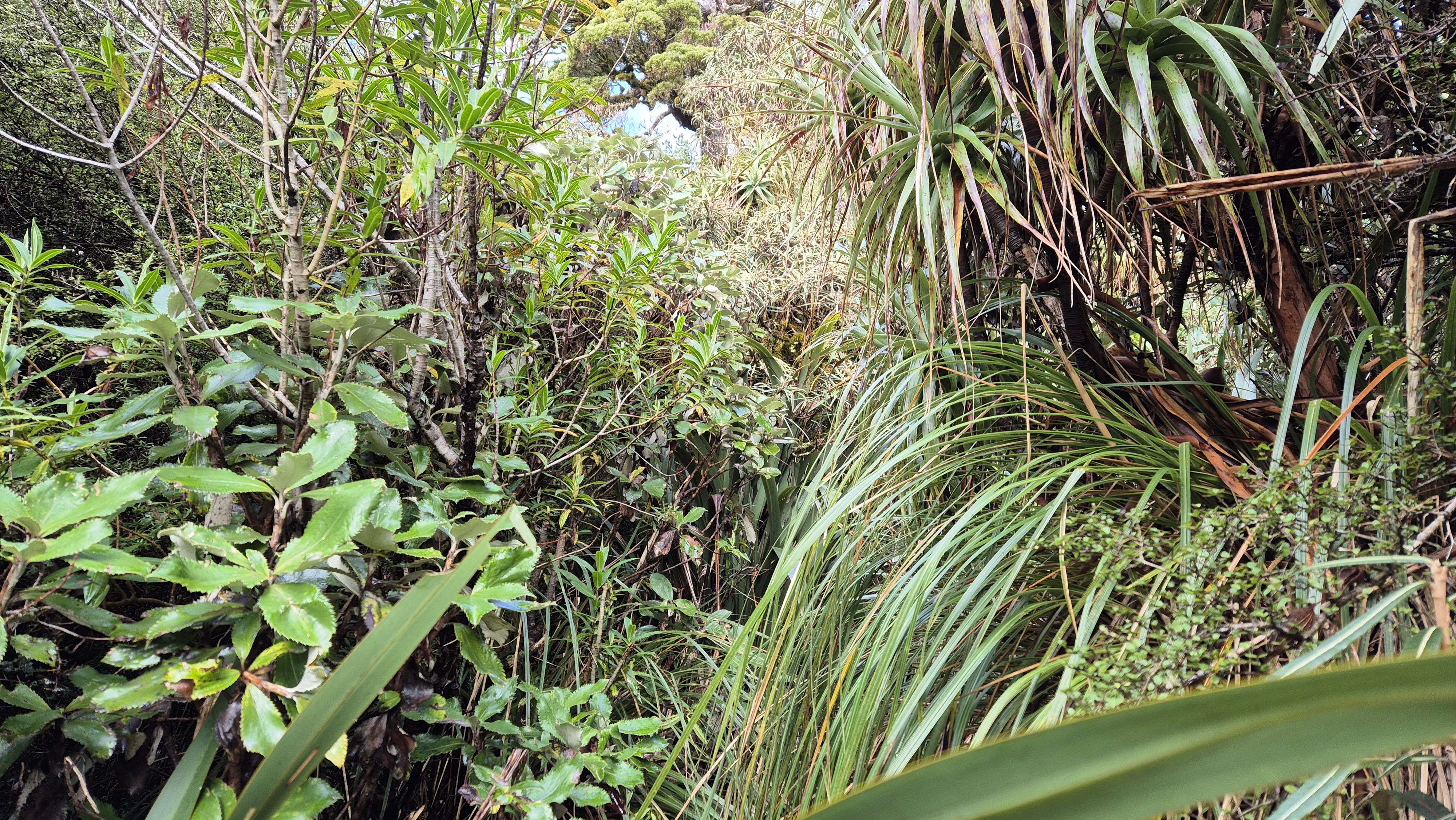 Grasses on the Brian O'Lyn Route, Lake Morgan Cone Creek loop