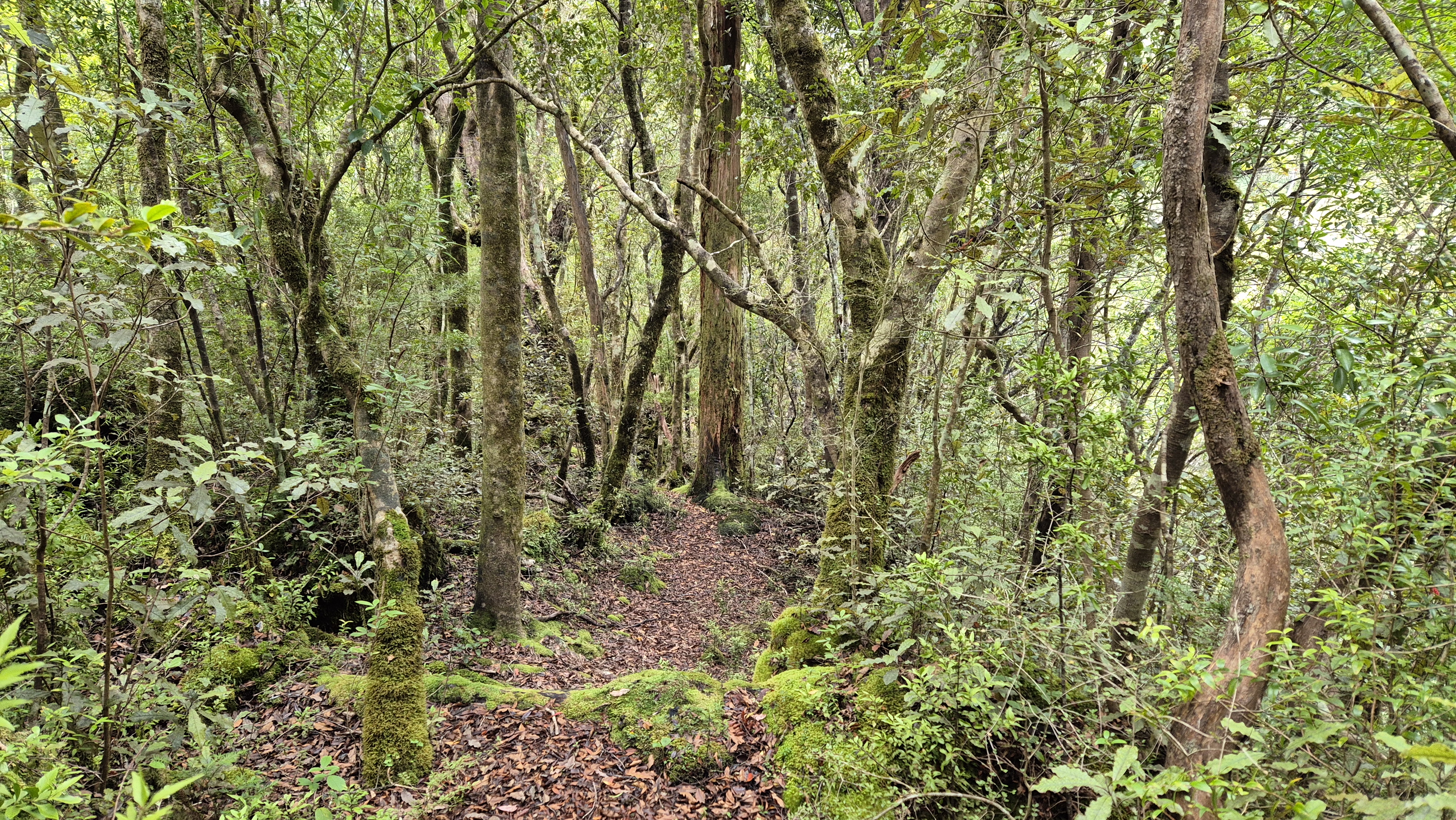 Great track towards the Haupiri River confluence. Brian O'Lyn,Lake Morgan Cone Creek Loop
